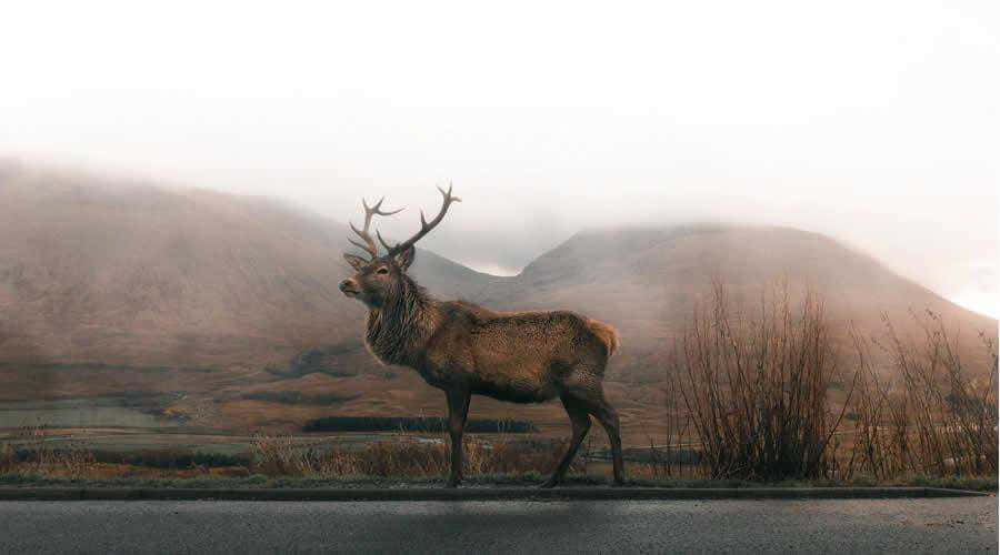 majestic stag, large antlers, misty highlands, SD Desktop Wallpaper