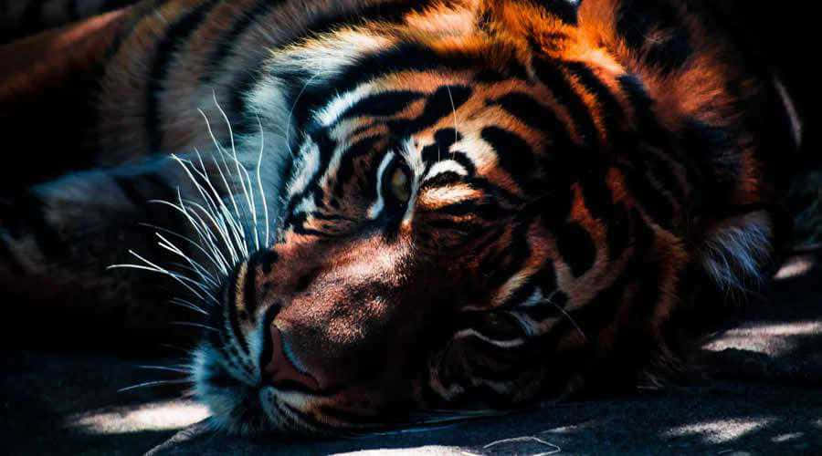 tiger, dappled sunlight, striped fur, SD Desktop Wallpaper