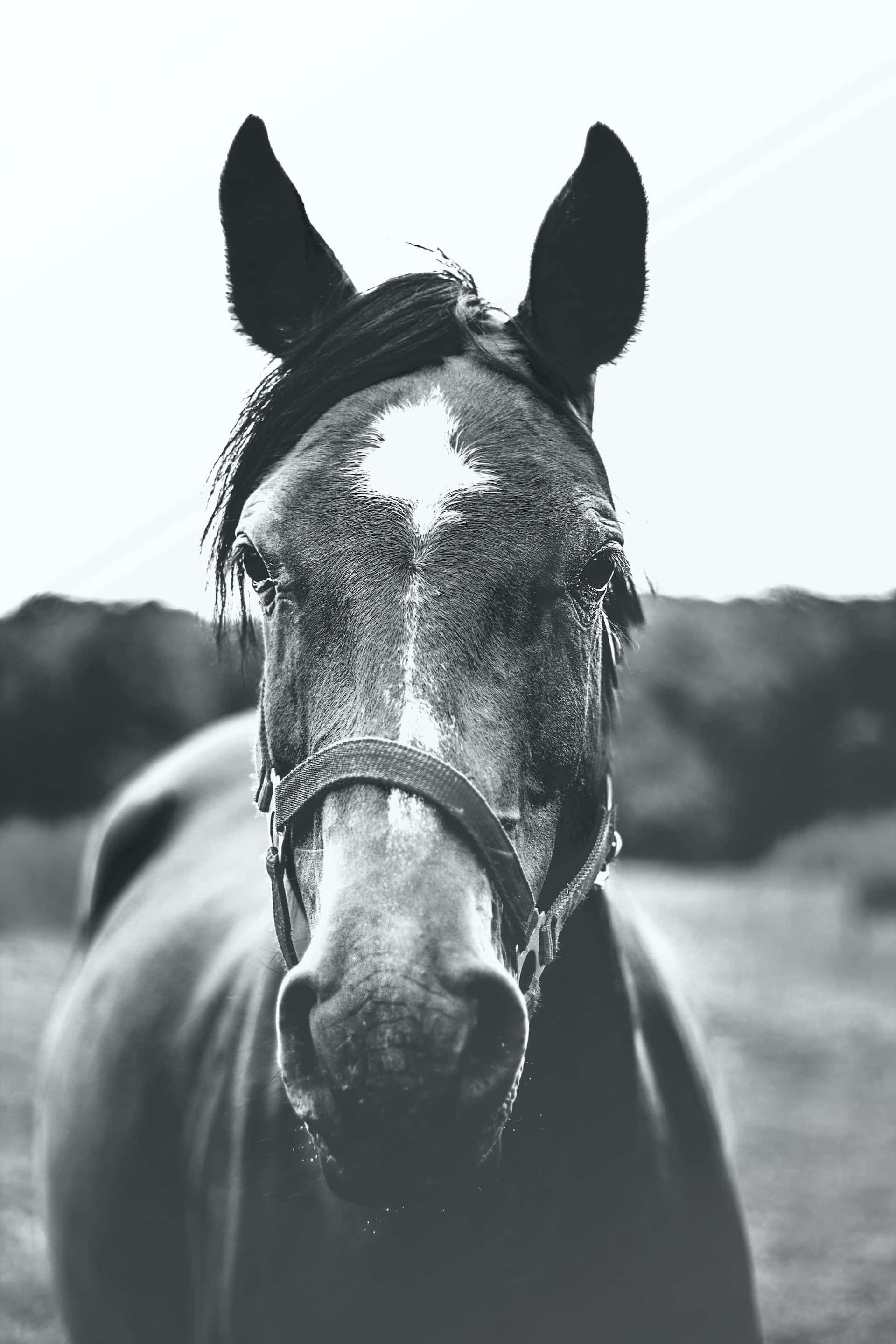 black and white, horse, white blaze, 2K Phone Wallpaper