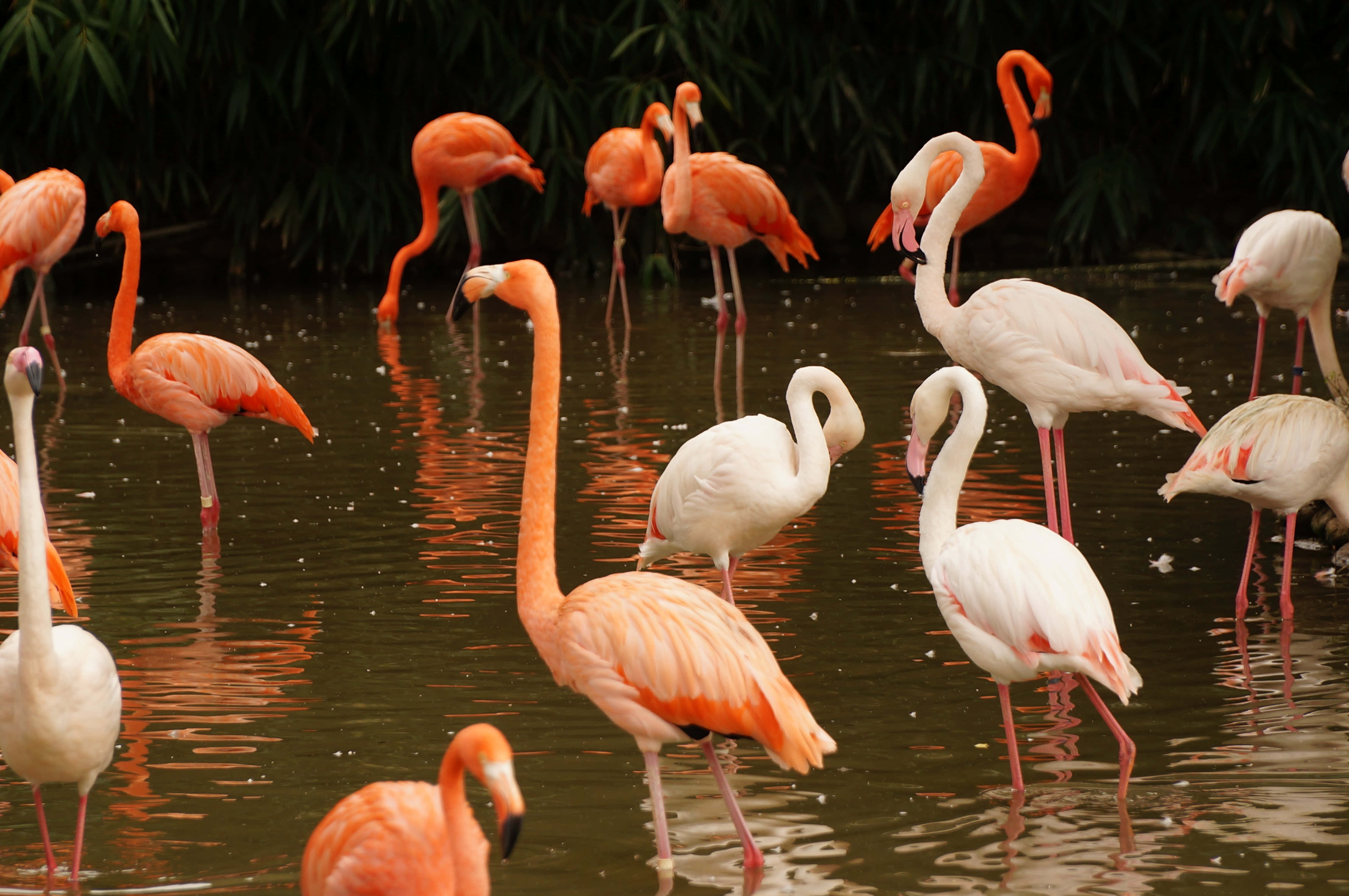 flamingos, pink and white, calm water, 4K Desktop Wallpaper