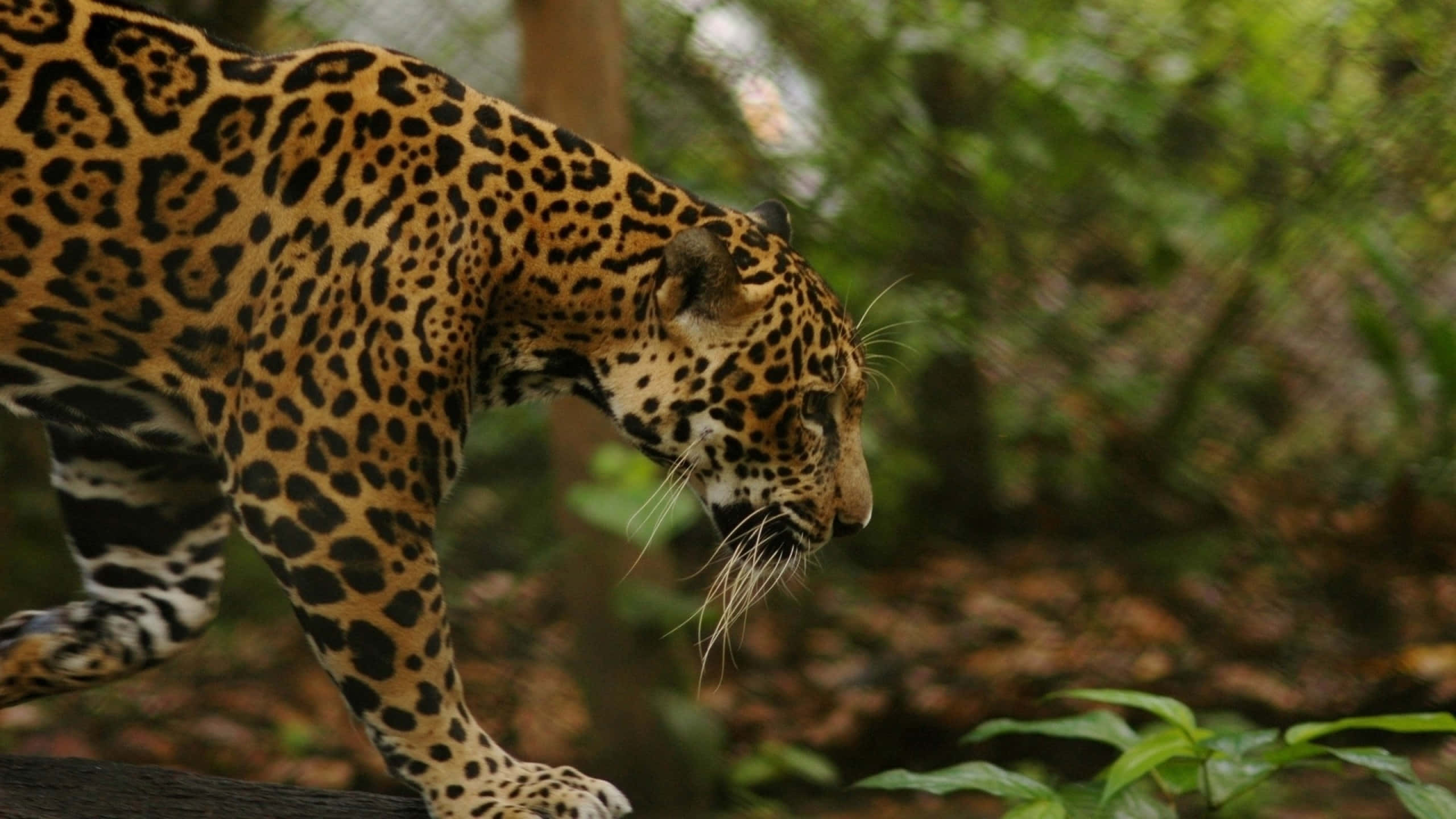 jaguar, golden fur, black rosettes, 2K Desktop Wallpaper