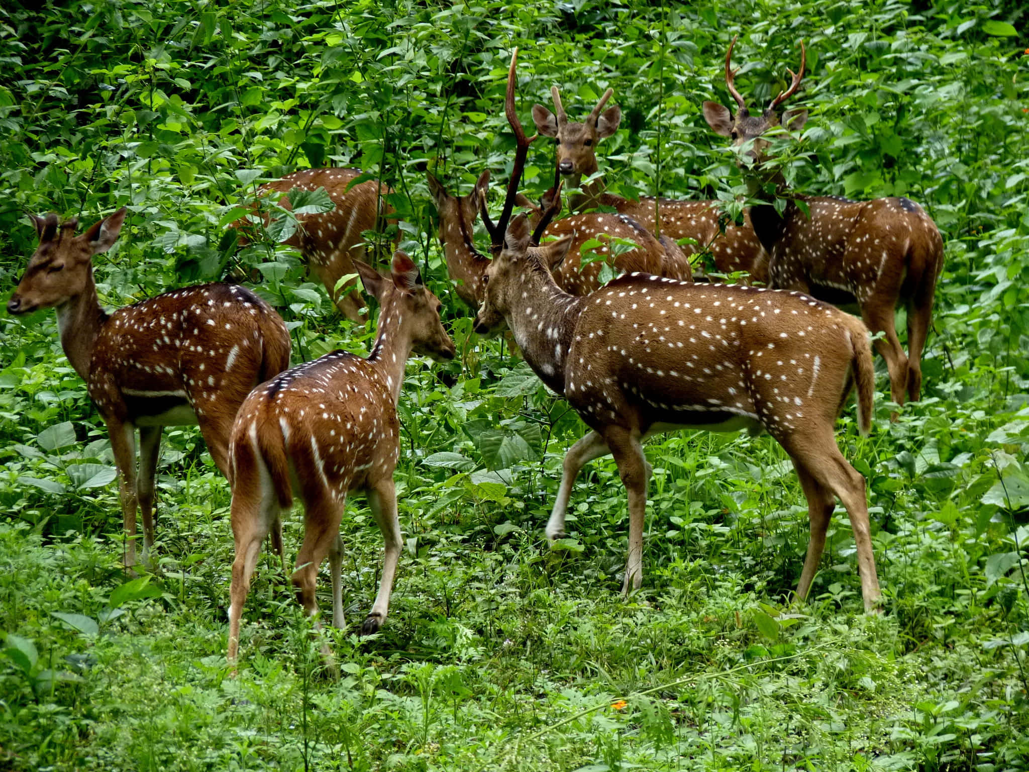 spotted deer, antlers, dense green foliage, Full HD Desktop Wallpaper