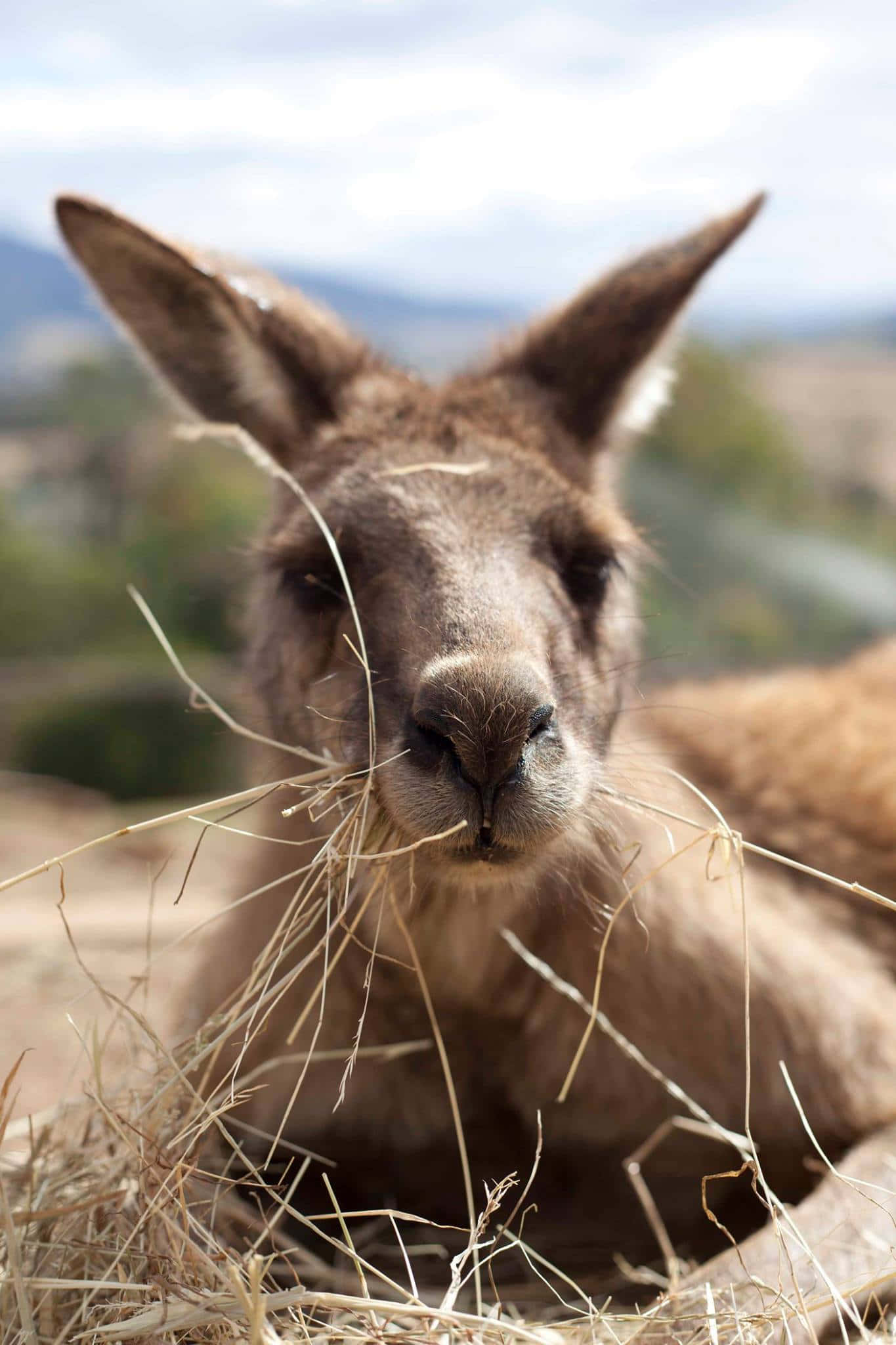 Wildlife Sanctuary, kangaroo, dry grass, Full HD Phone Wallpaper