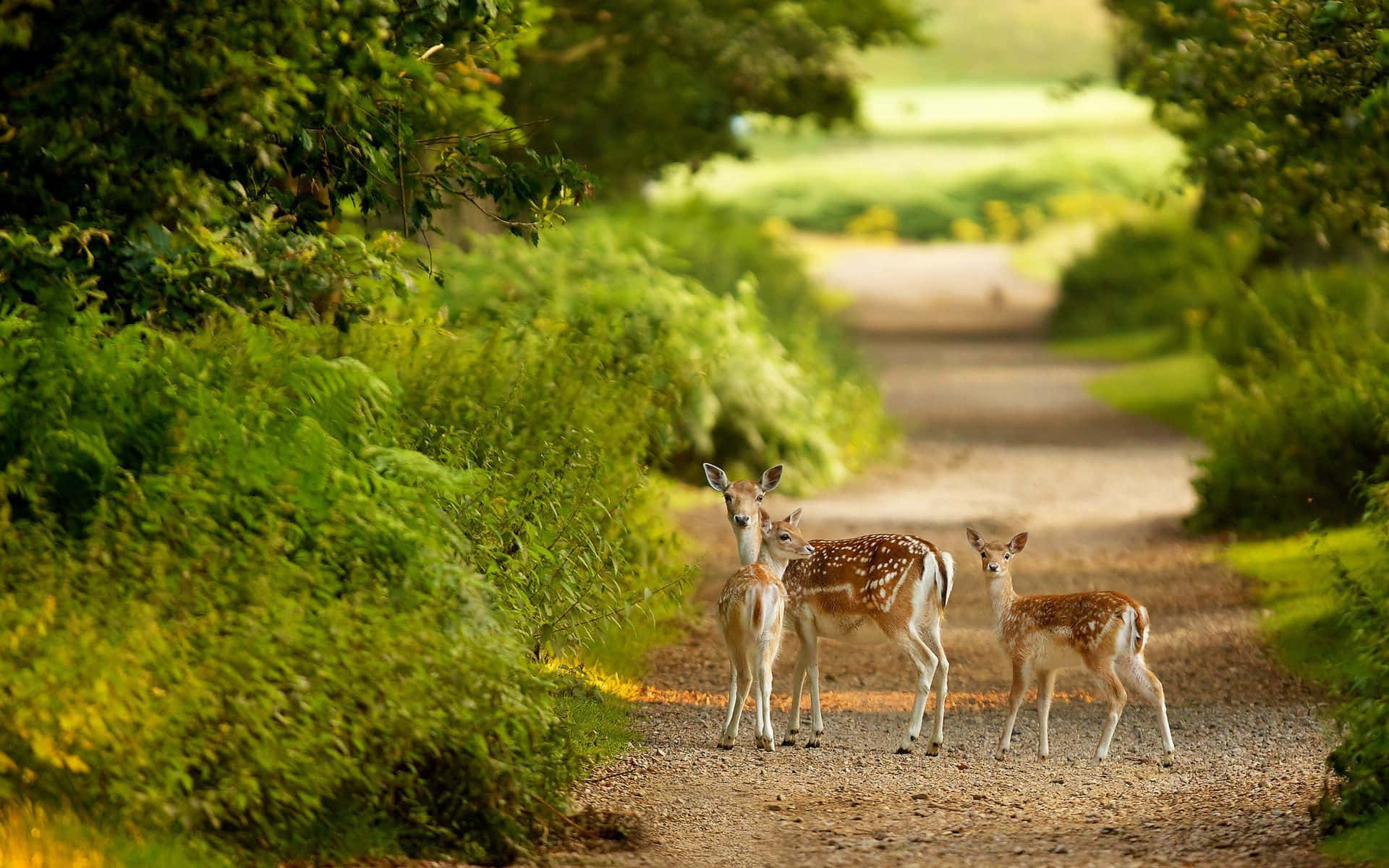 wildlife sanctuary, spotted deer fawns, sunlit gravel path, Full HD Desktop Wallpaper