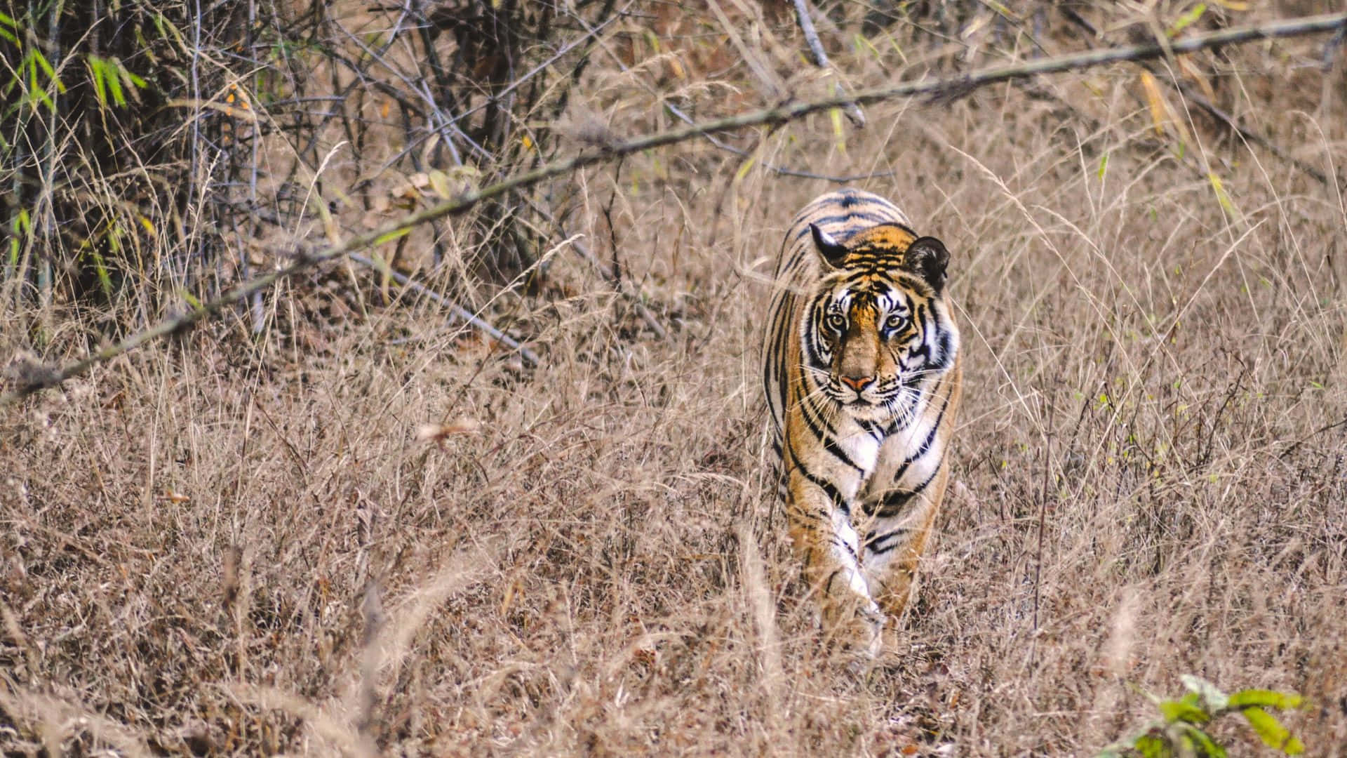 wildlife sanctuary, tiger, sunlit forest clearing, Full HD Desktop Wallpaper