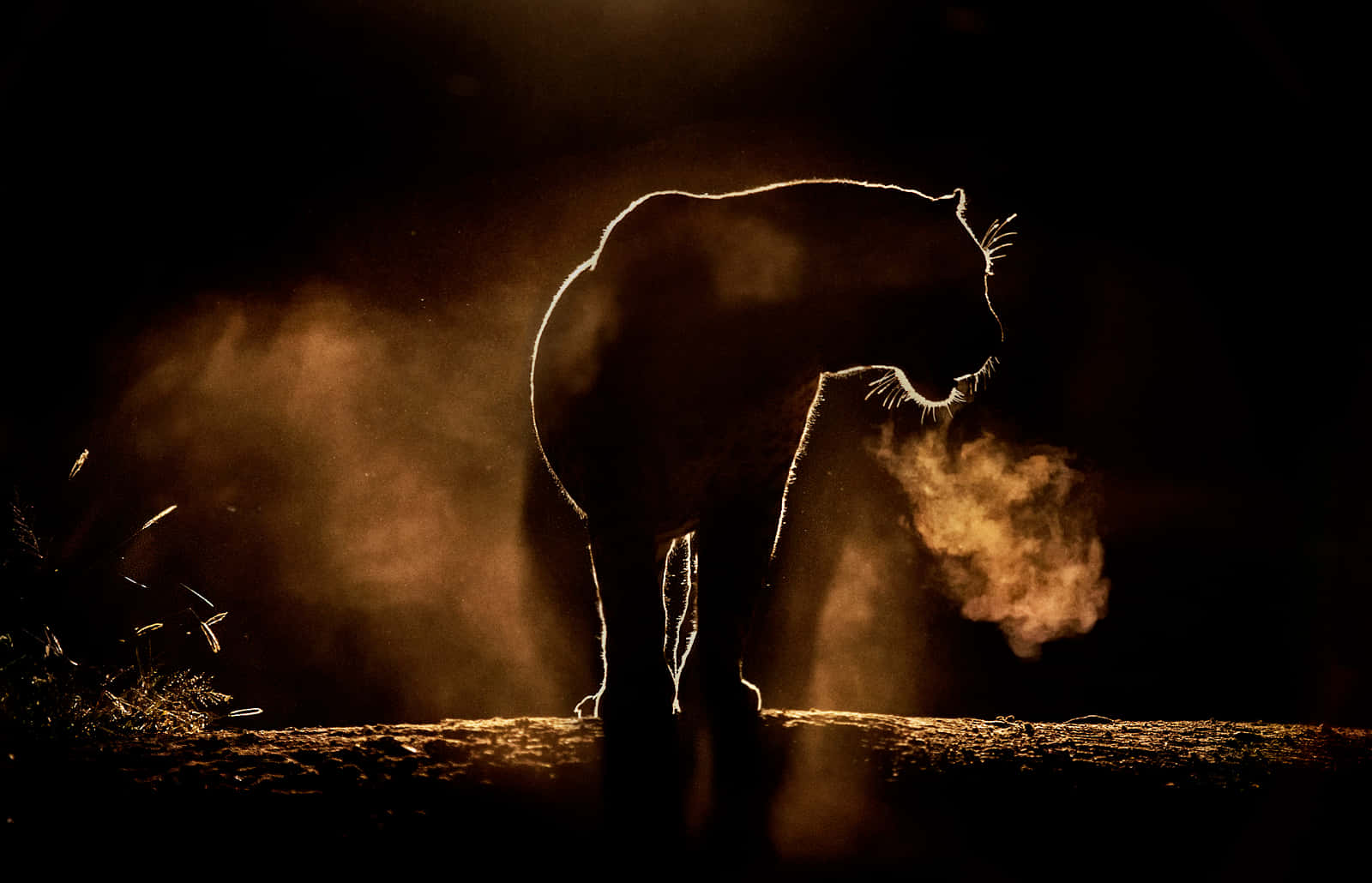 lioness silhouette, golden backlighting, dust swirls, HD Desktop Wallpaper