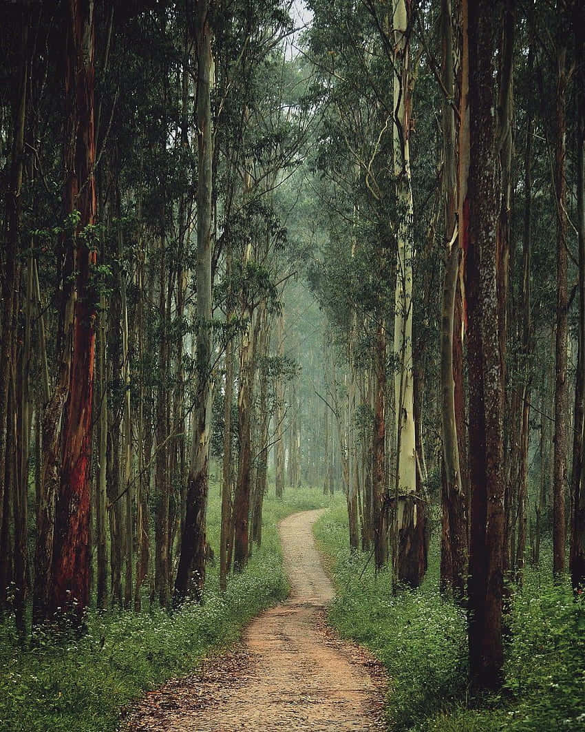 winding dirt path, misty forest, tall eucalyptus trees, SD Phone Wallpaper