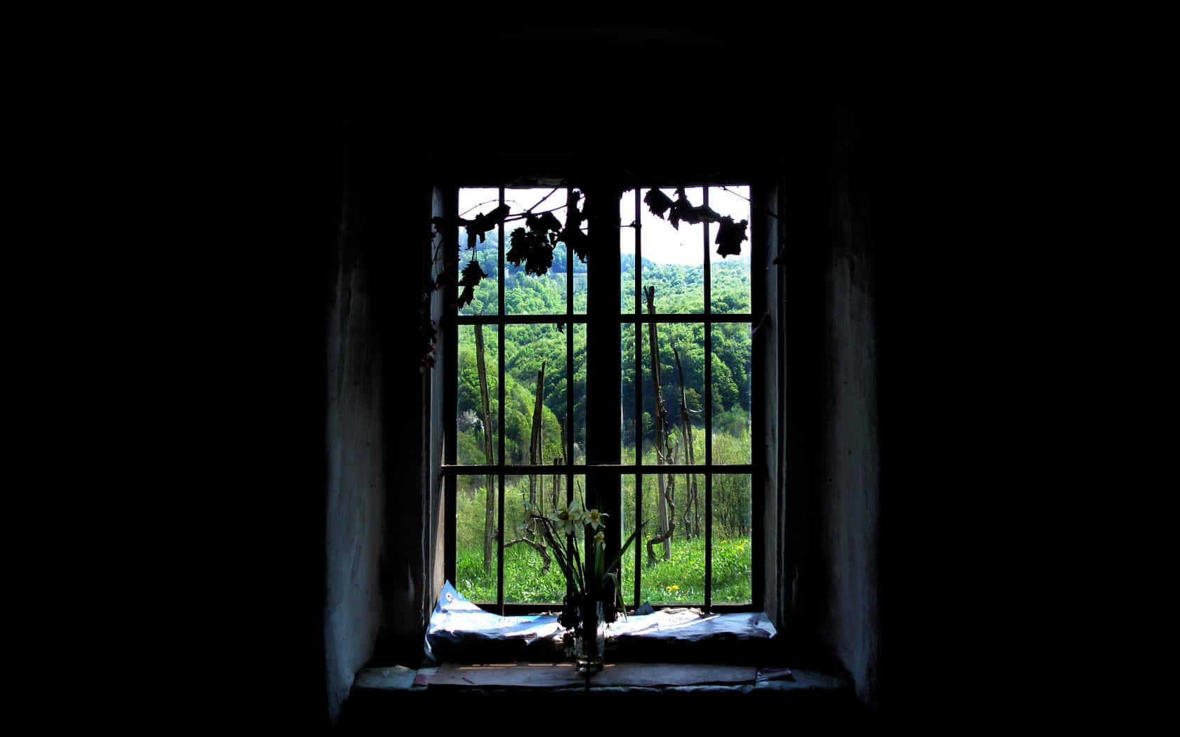 dark room, barred window, lush green forest, HD Desktop Wallpaper