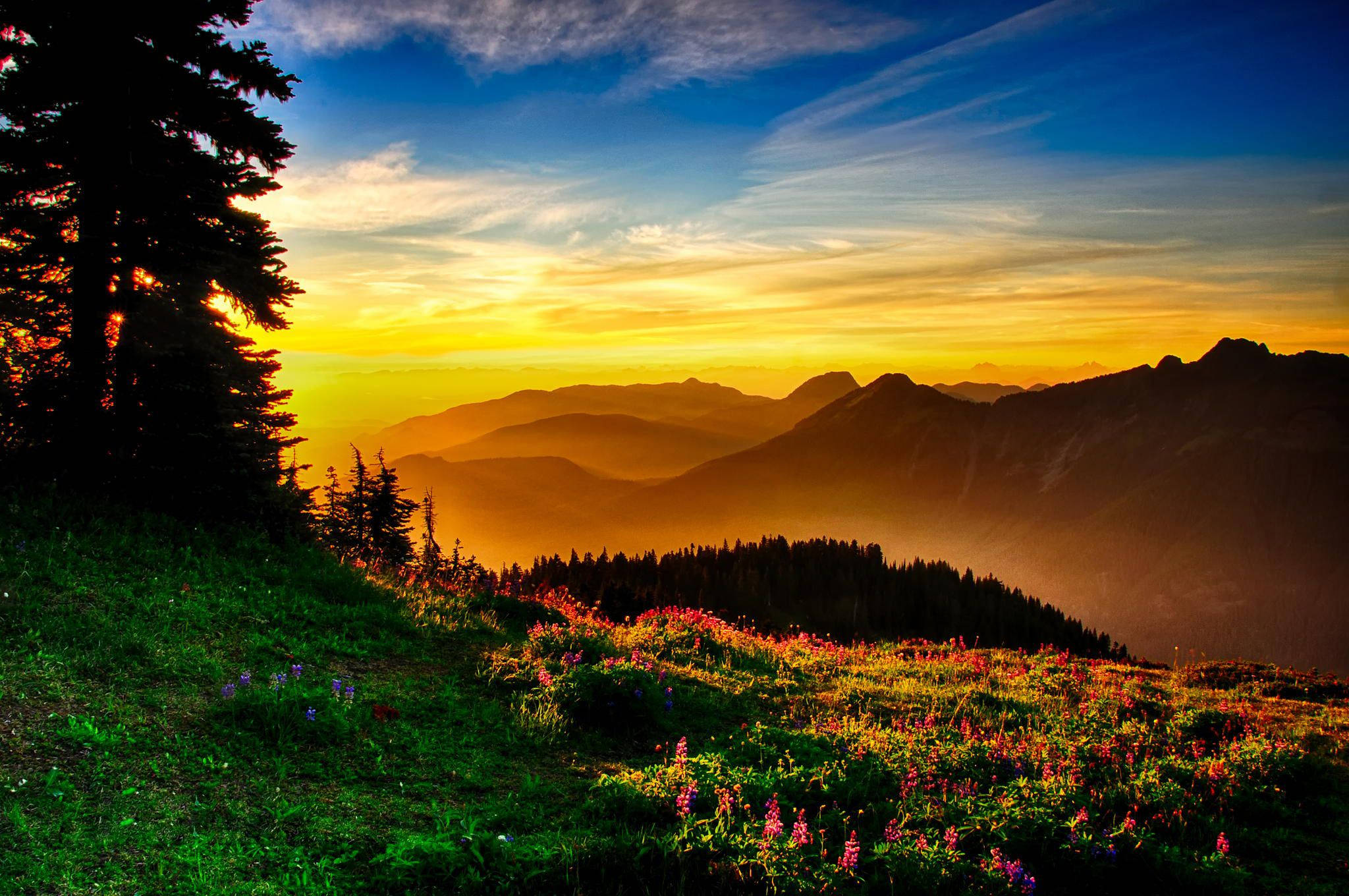 Windows 10 HD, meadow, sunrise, Full HD Desktop Wallpaper