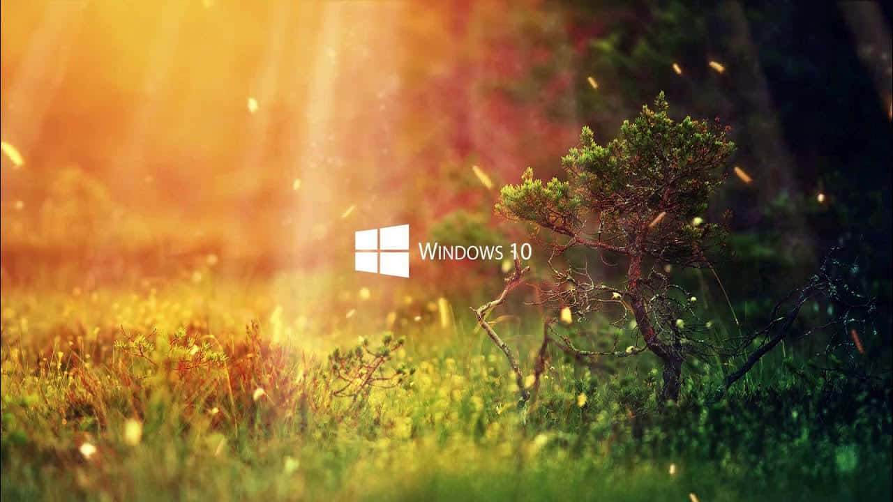 Windows 10 Live, sunlit grassland, golden rays, HD Desktop Wallpaper