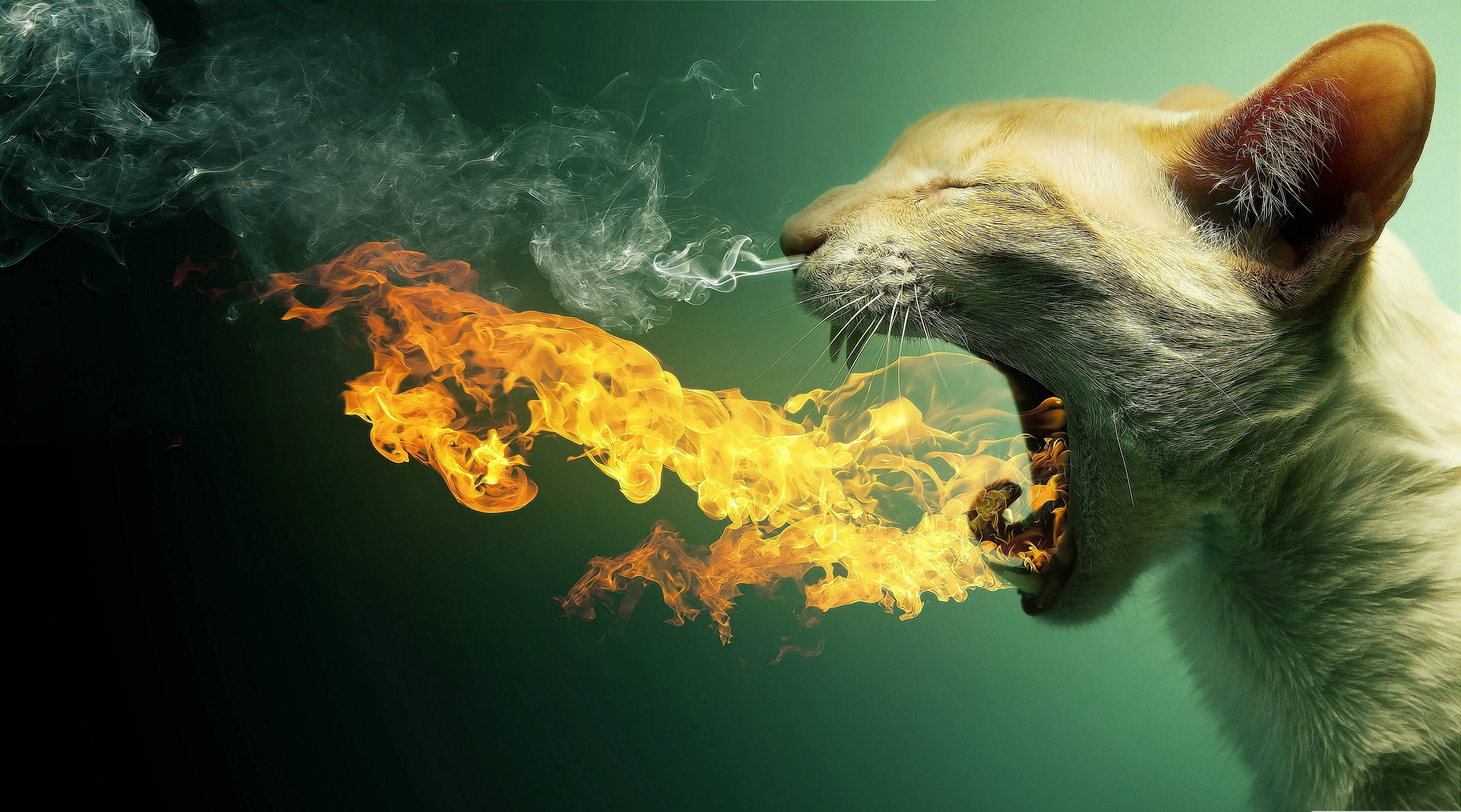 Windows 11 4K, cat, fire breath, 4K Desktop Wallpaper