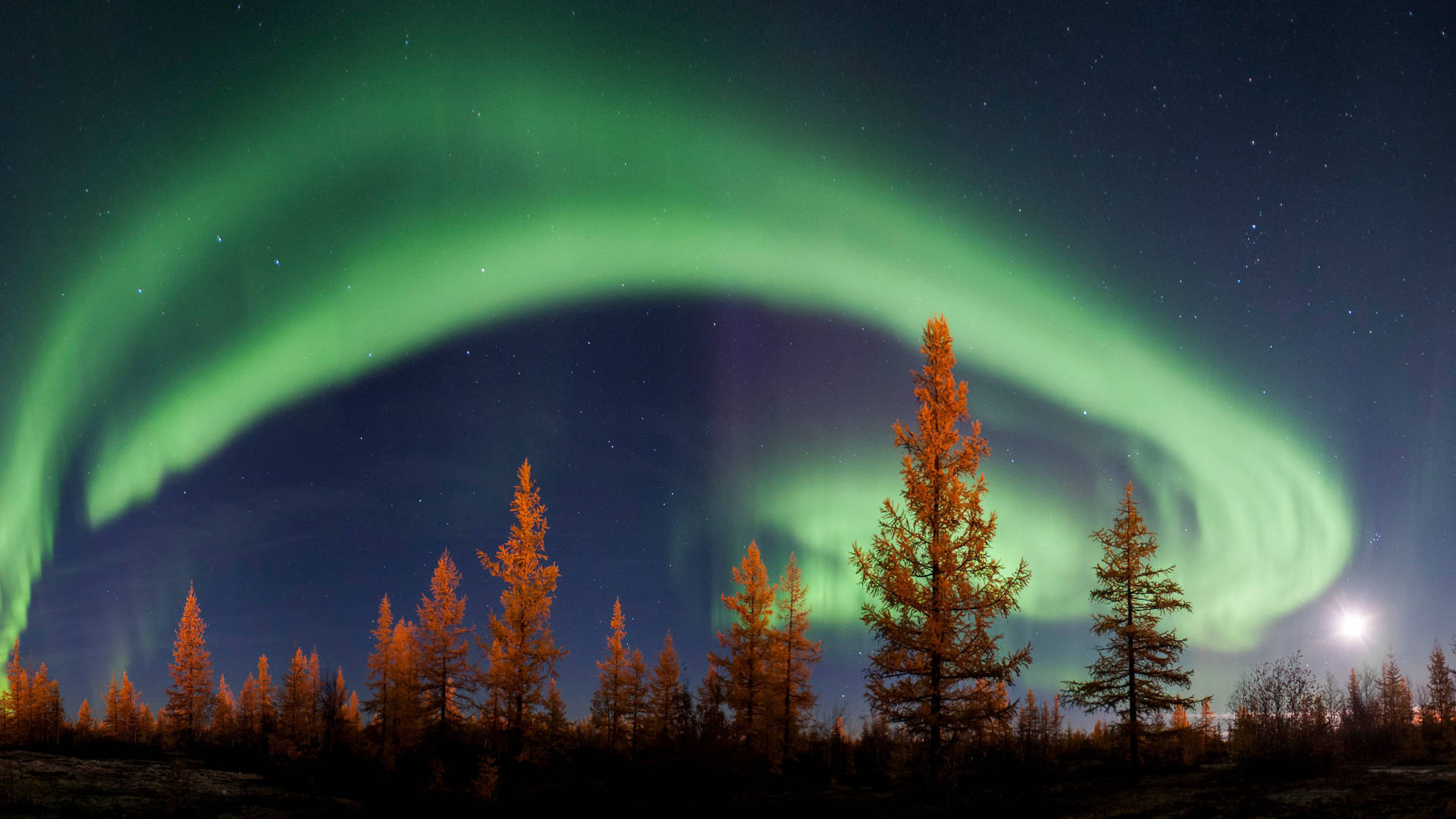 aurora borealis, starry night sky, autumnal trees, Full HD Desktop Wallpaper
