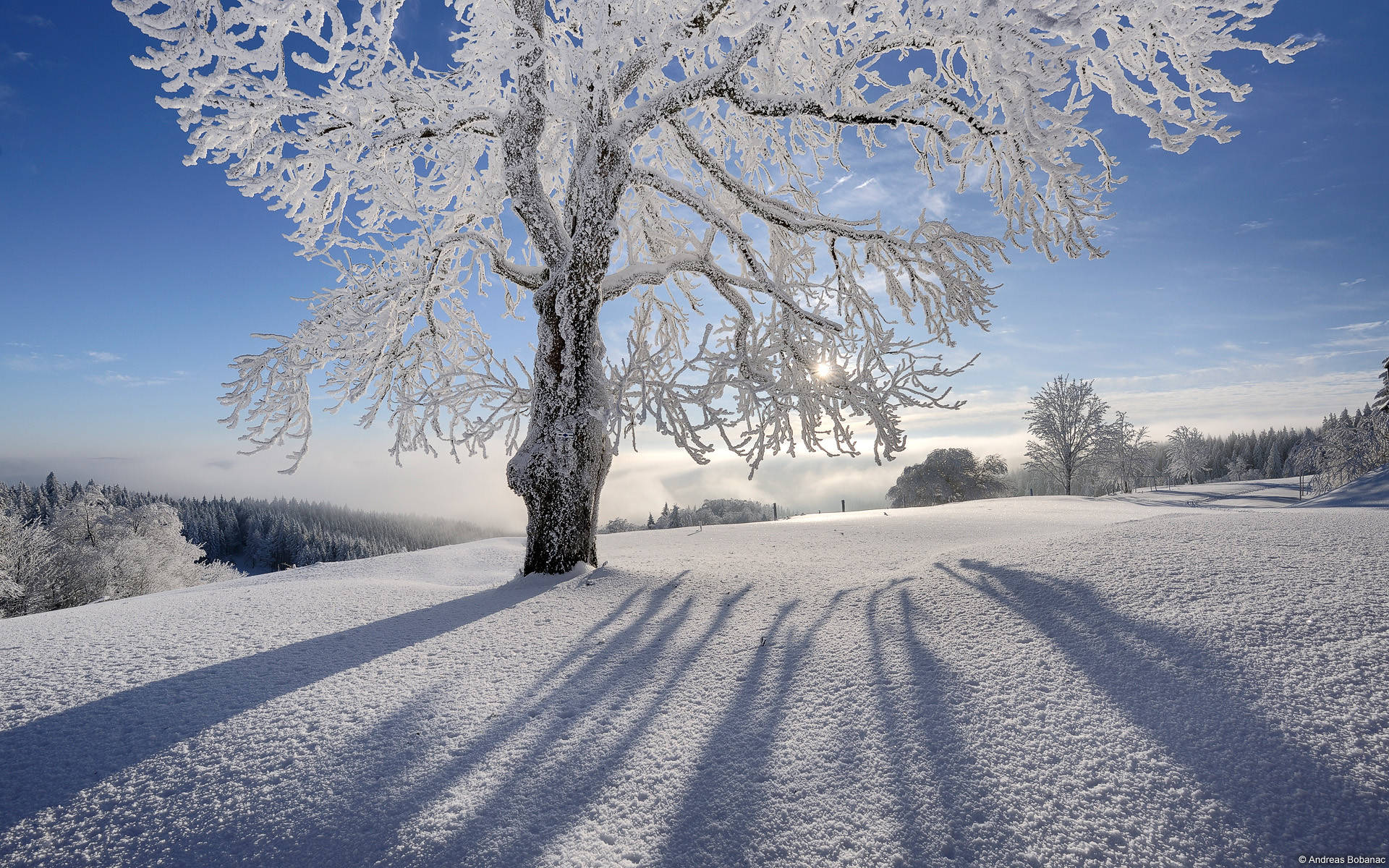 frozen tree, snowfield, clear blue sky, Full HD Desktop Wallpaper