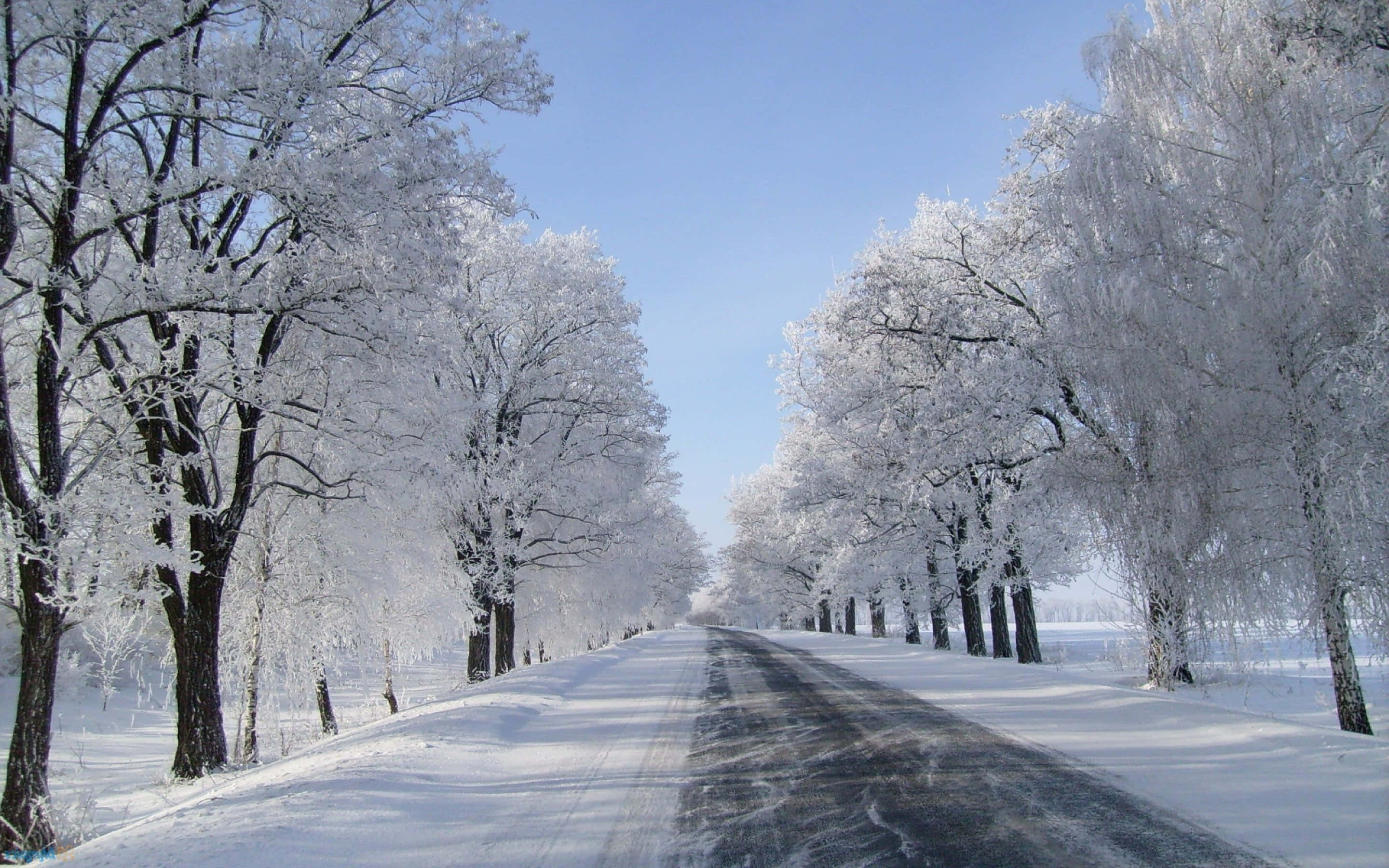 snow-covered road, frost-laden trees, clear blue winter sky, 2K Desktop Wallpaper