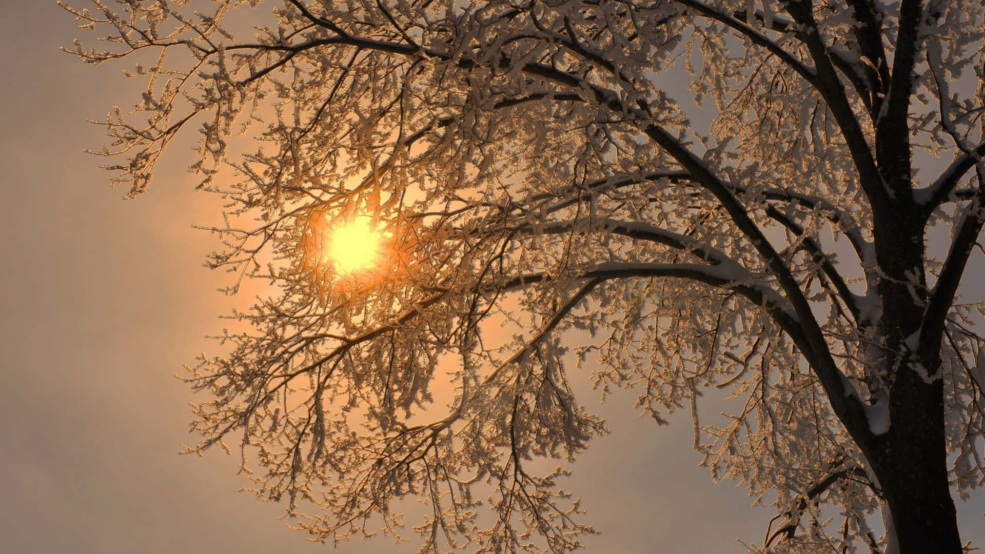 Simple Winter, golden sun, frost-covered tree branches, Full HD Desktop Wallpaper
