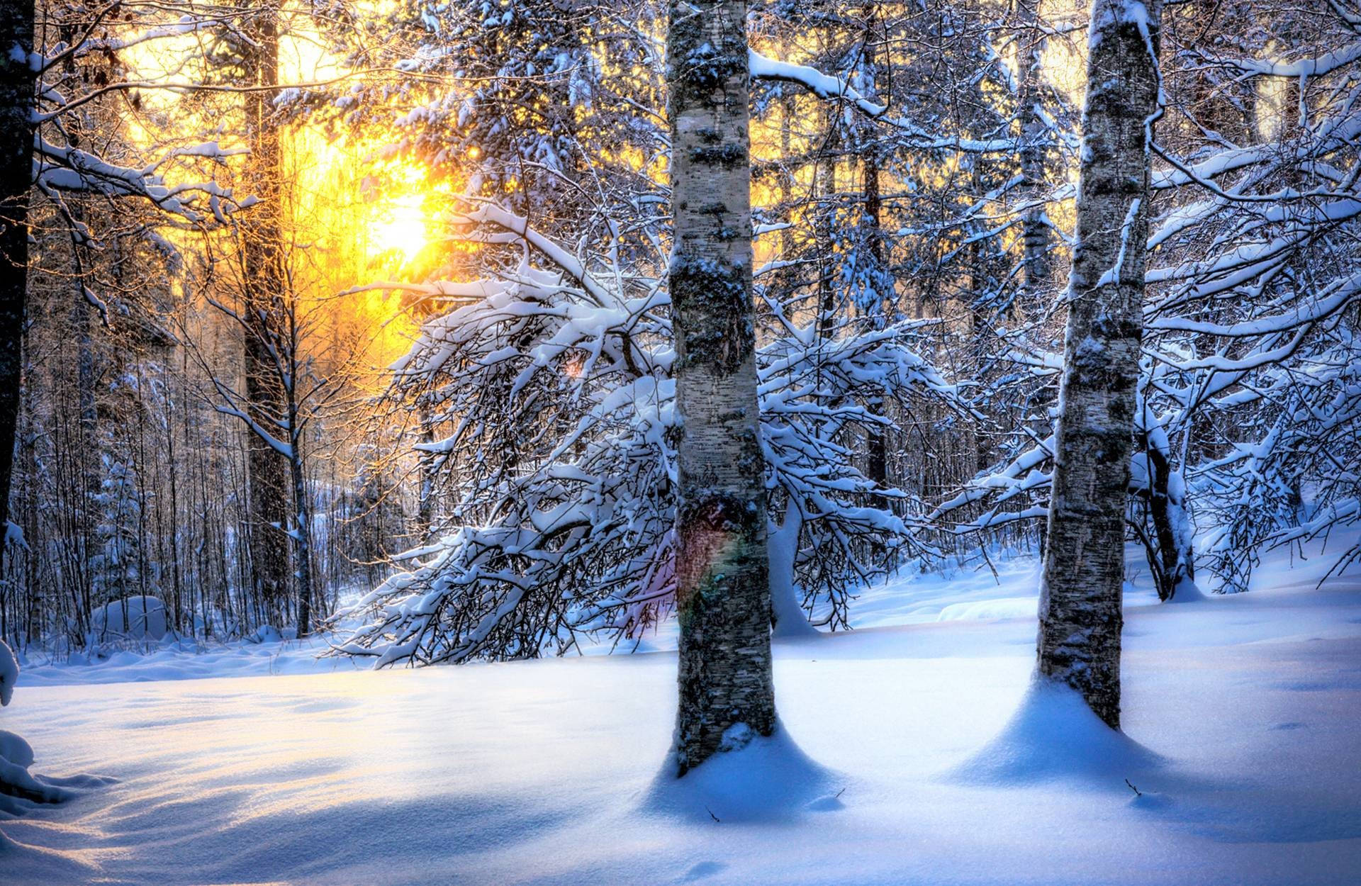 birch tree forest, winter, golden sunrise, Full HD Desktop Wallpaper