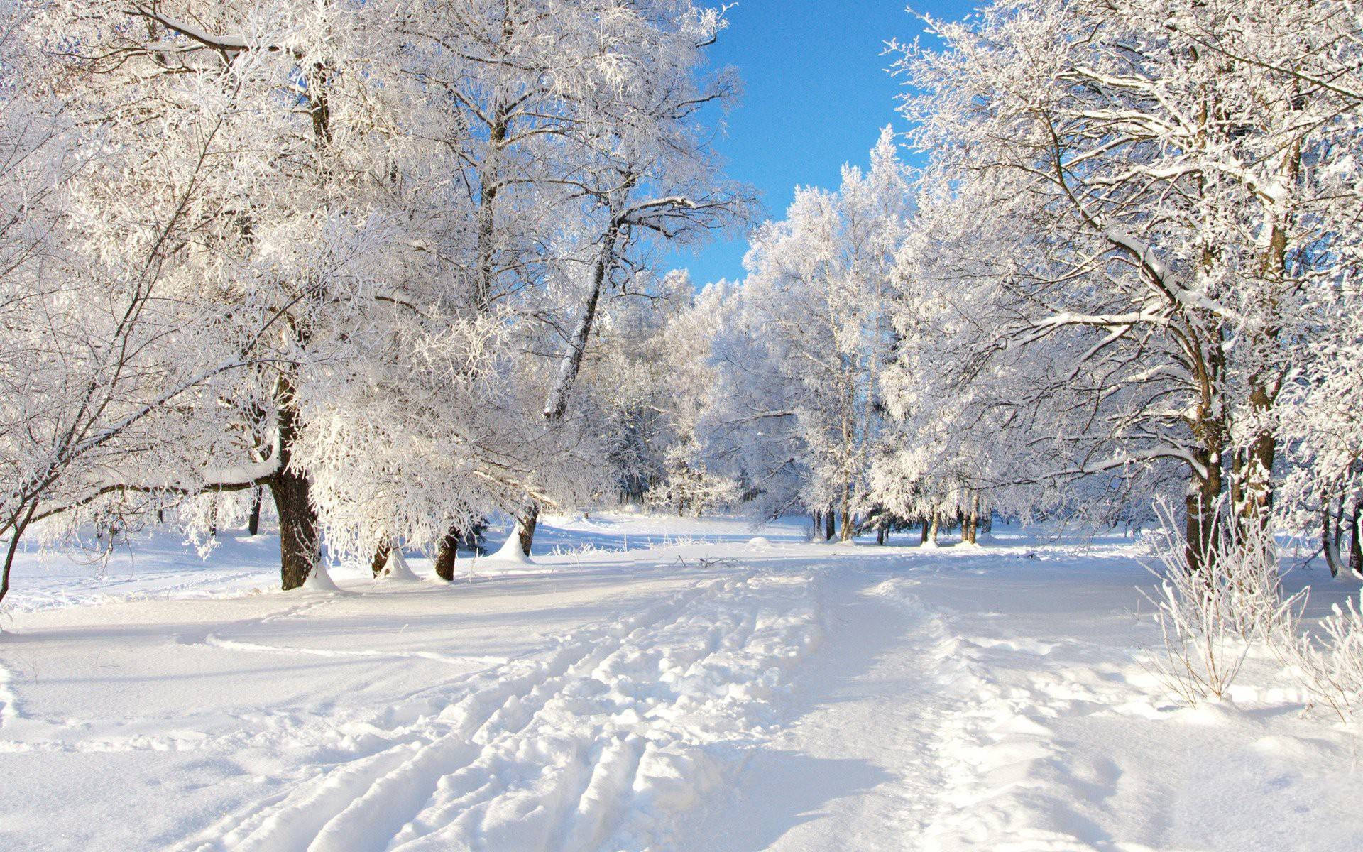 snowy forest path, frost-covered trees, clear blue winter sky, Full HD Desktop Wallpaper