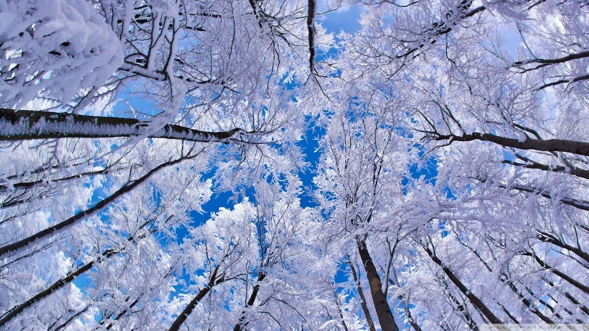 1920x1080, winter forest, snow-laden tree branches, Full HD Desktop Wallpaper