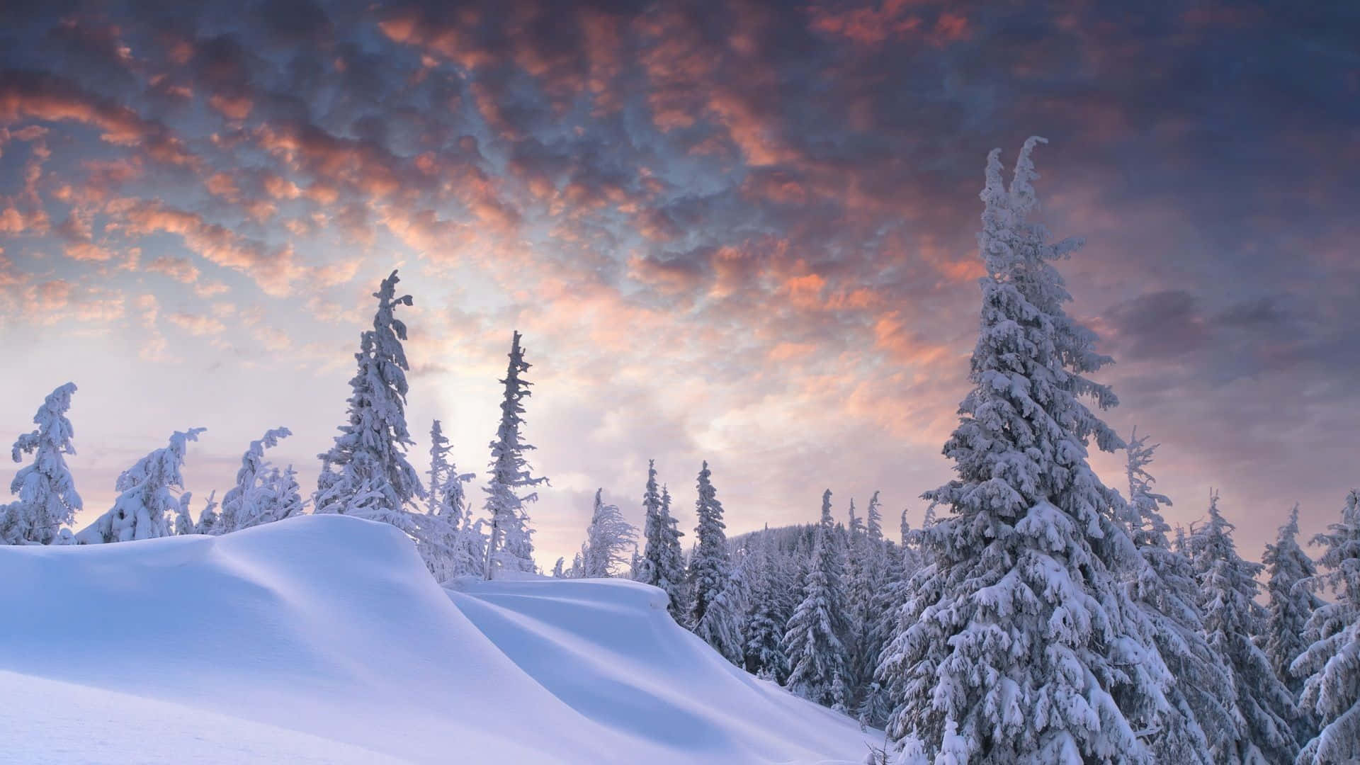 Sunset, Pink and purple sunset sky, Snowy pine trees, Full HD Desktop Wallpaper
