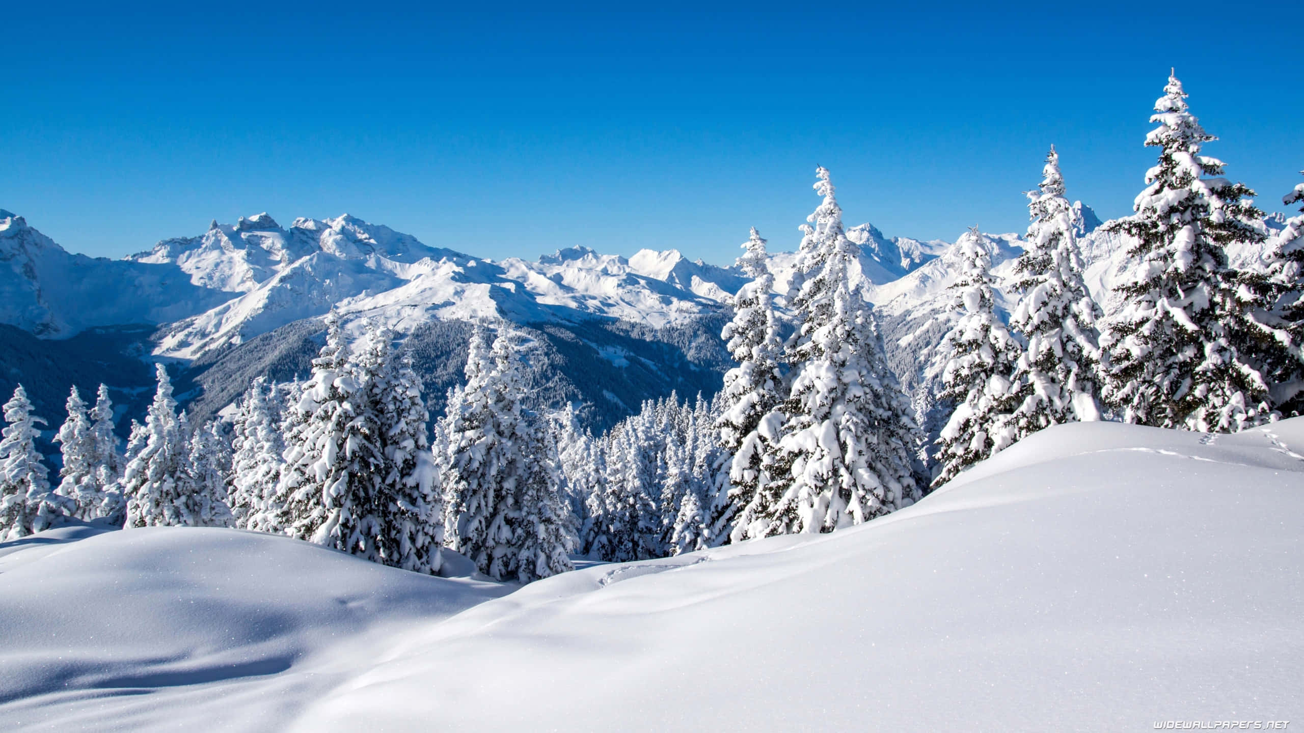 winter laptop, snow-covered pine trees, clear blue sky, 2K Desktop Wallpaper
