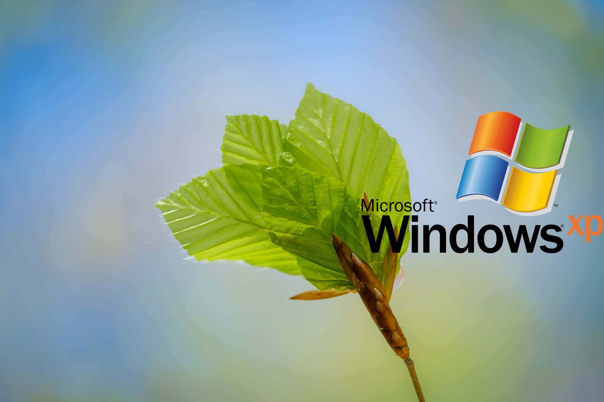 Windows XP logo, vibrant green leaf, dewdrops, Full HD Desktop Wallpaper