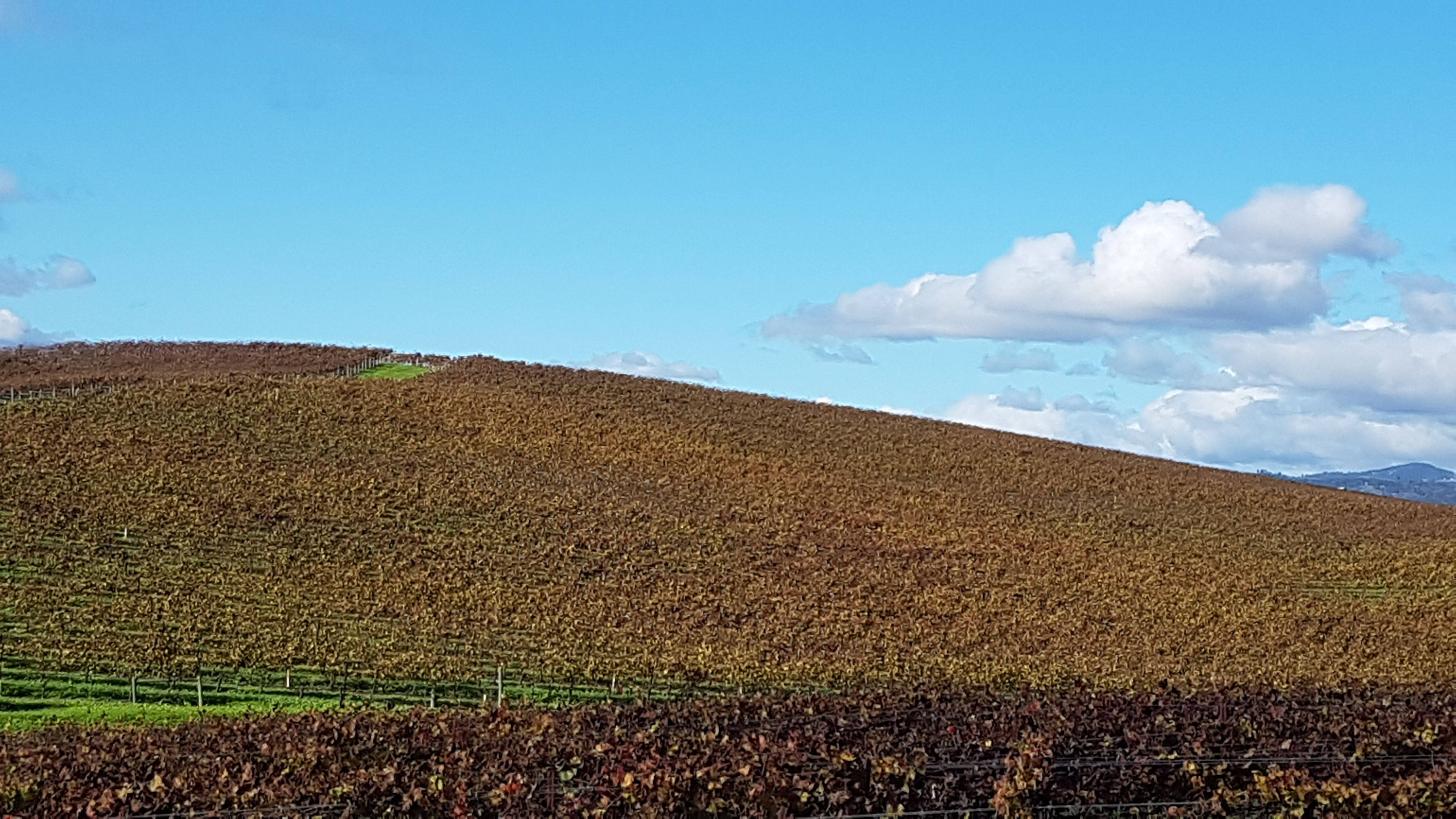 Windows XP, autumn-colored grapevines, bright blue sky, 4K Desktop Wallpaper
