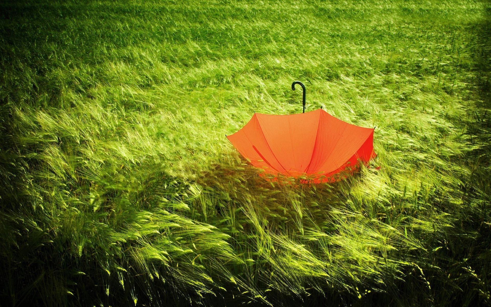 red umbrella, sunlit field, tall green grass, Full HD Desktop Wallpaper