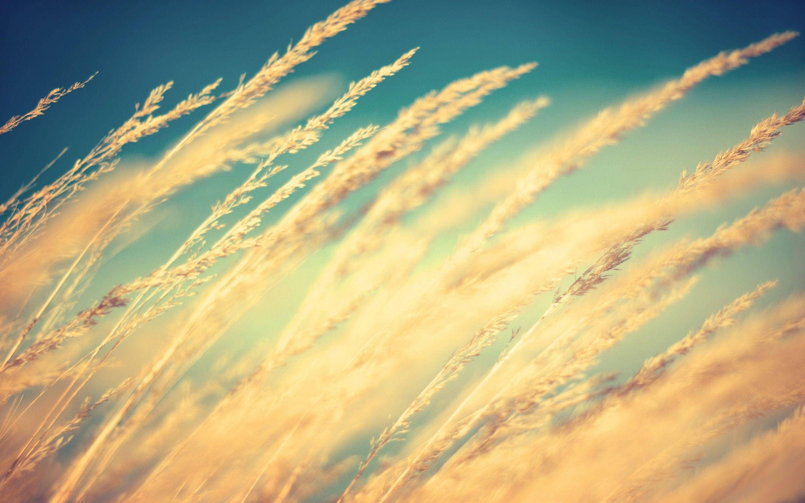 wheat, golden grasses, soft blue sky, 2K Desktop Wallpaper
