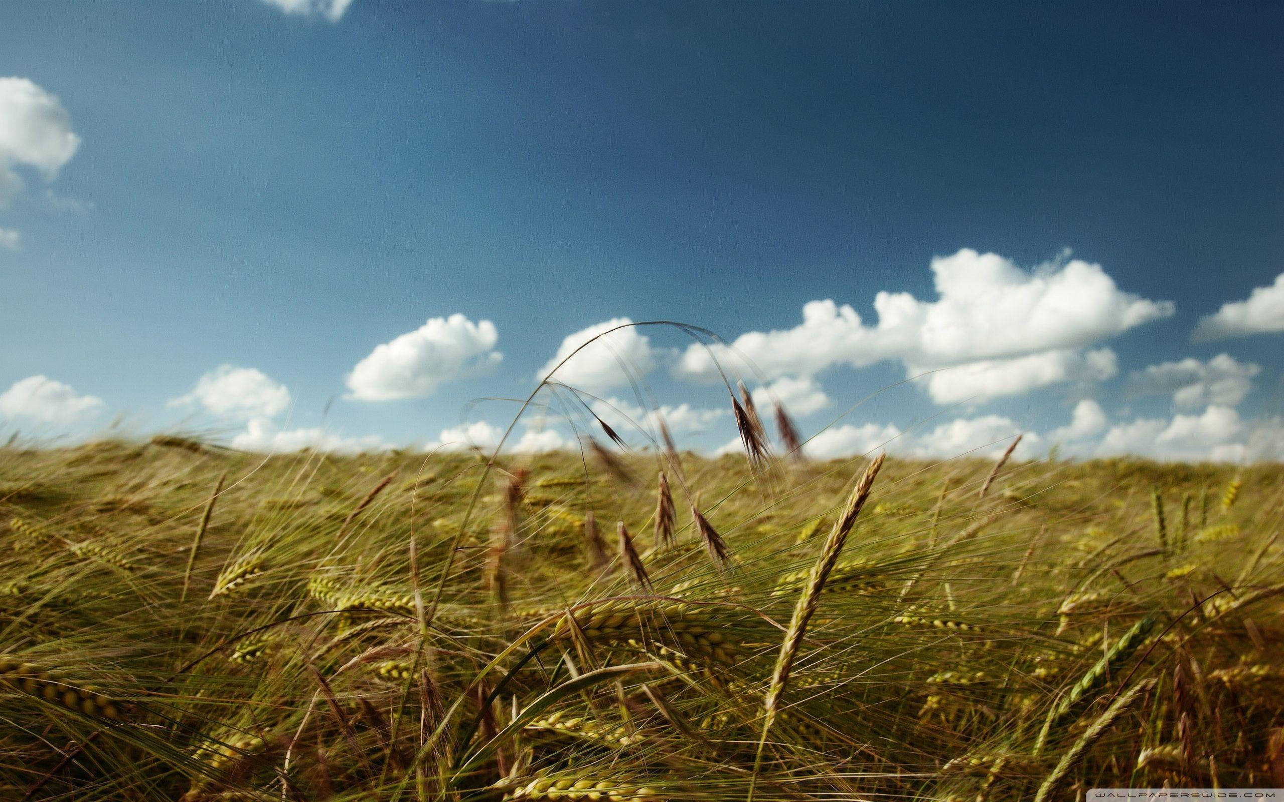 wheat field, golden wheat stalks, sunlit field, 2K Desktop Wallpaper