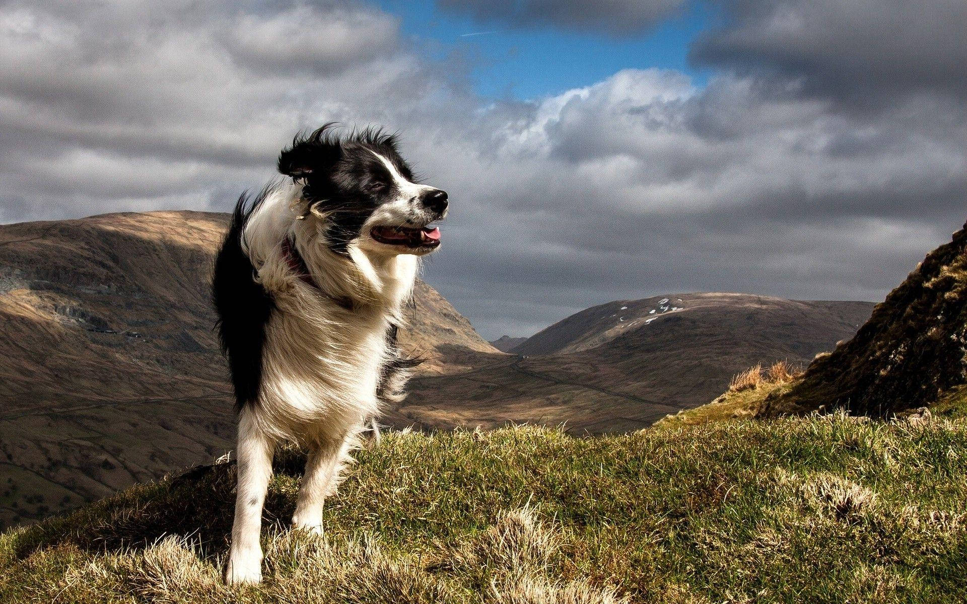 cute dog windy, border collie, grassy hillside, Full HD Desktop Wallpaper