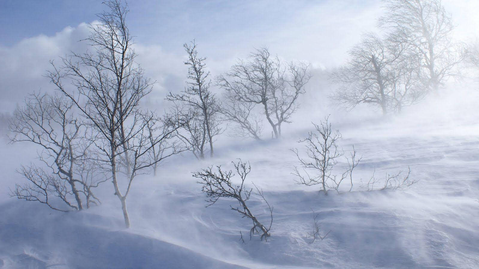 winter forest, windy, blizzard, HD Desktop Wallpaper