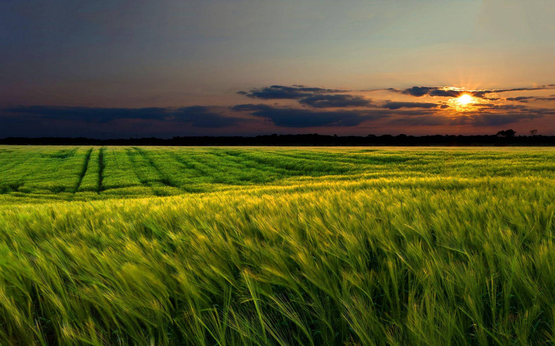 green landscape, sunset, windswept wheat field, Full HD Desktop Wallpaper