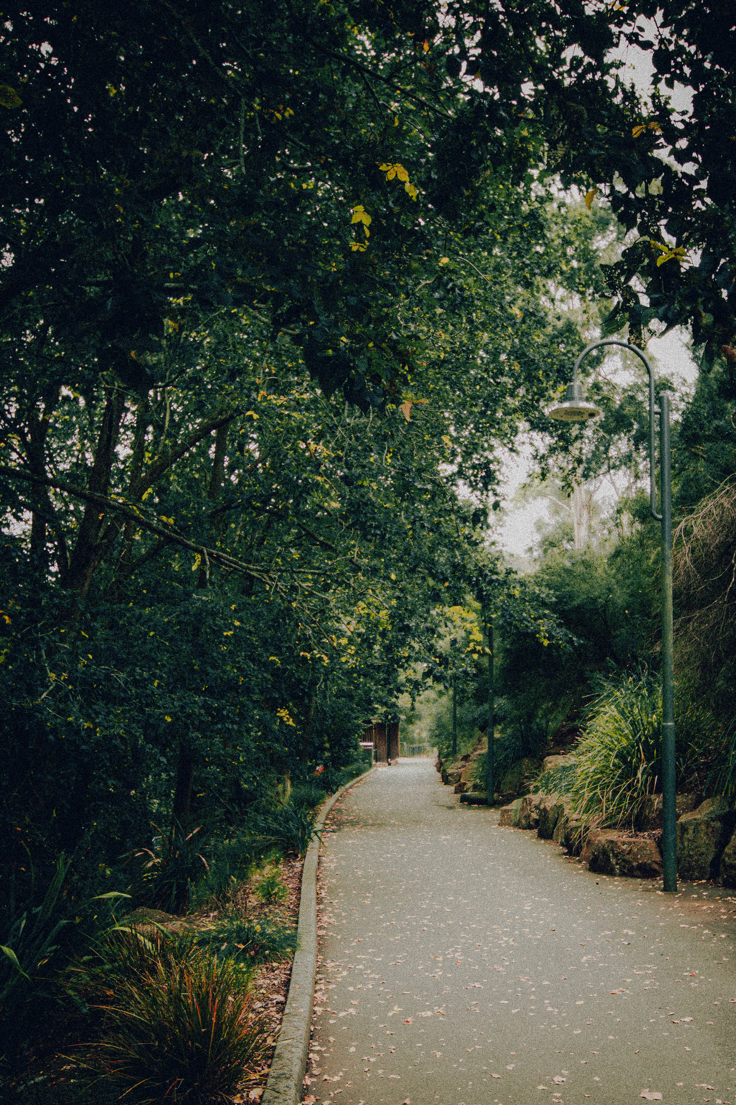 windy alley, green aesthetic, tree-lined path, 4K Phone Wallpaper