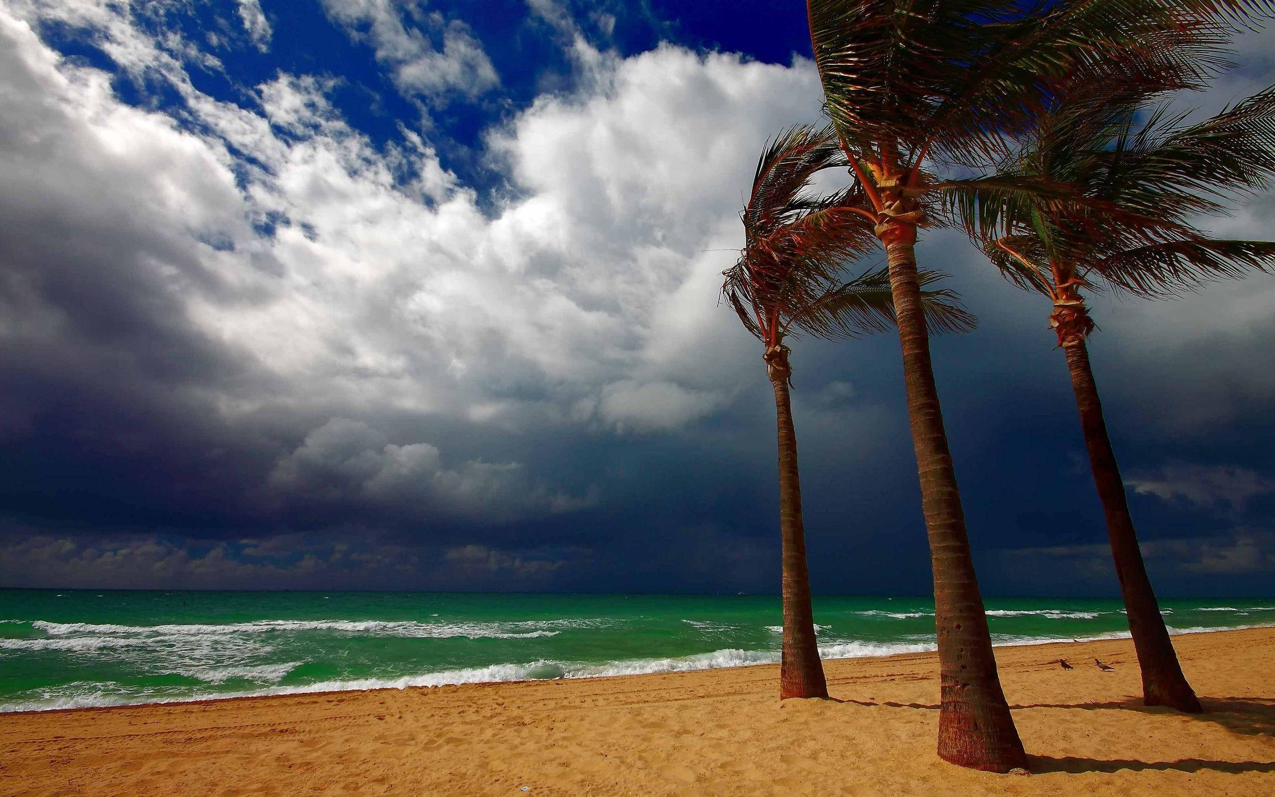coconut trees, golden beach, dark storm clouds, 2K Desktop Wallpaper