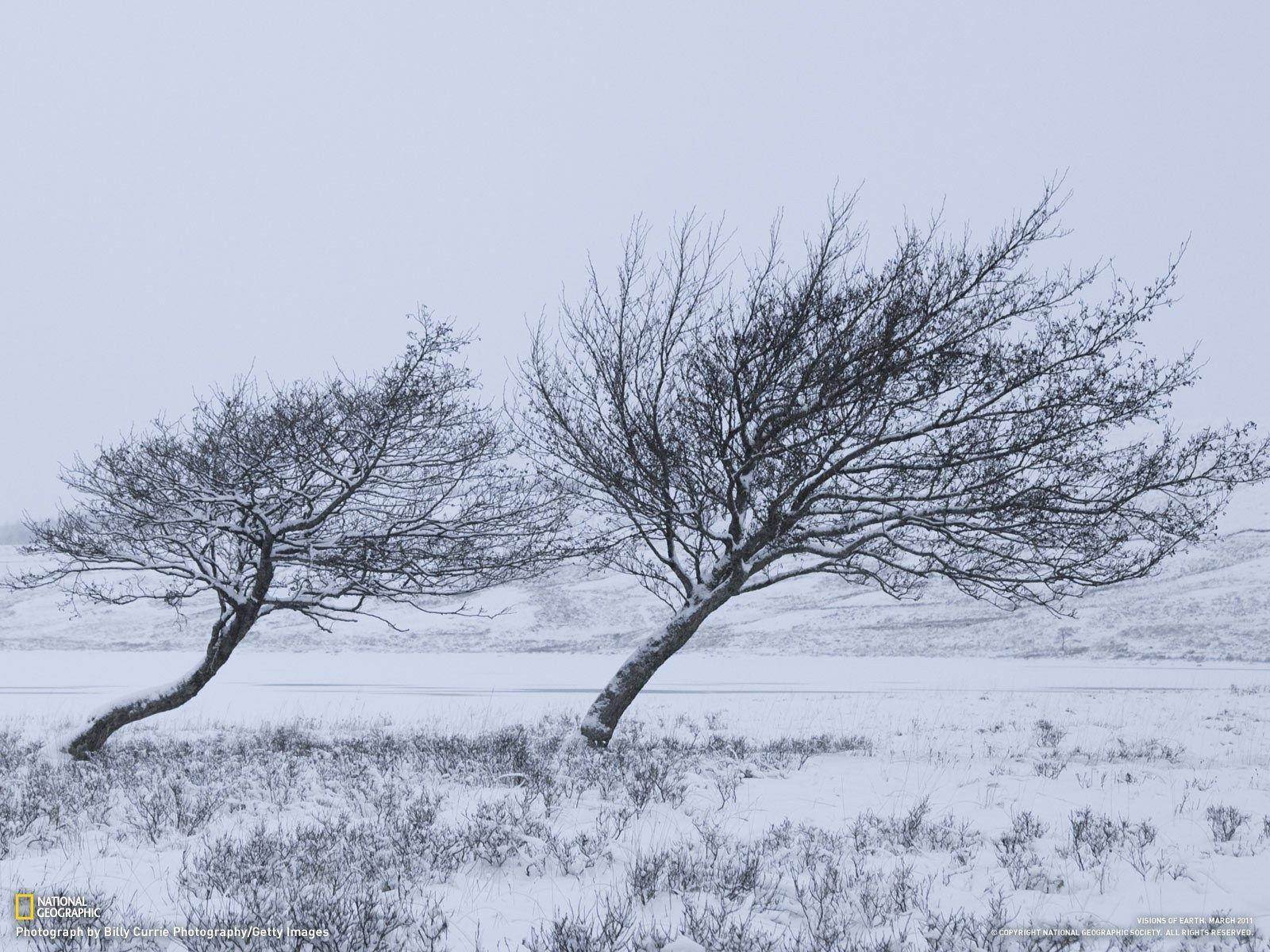 winter trees, wind-sculpted trees, pale winter sky, HD Desktop Wallpaper