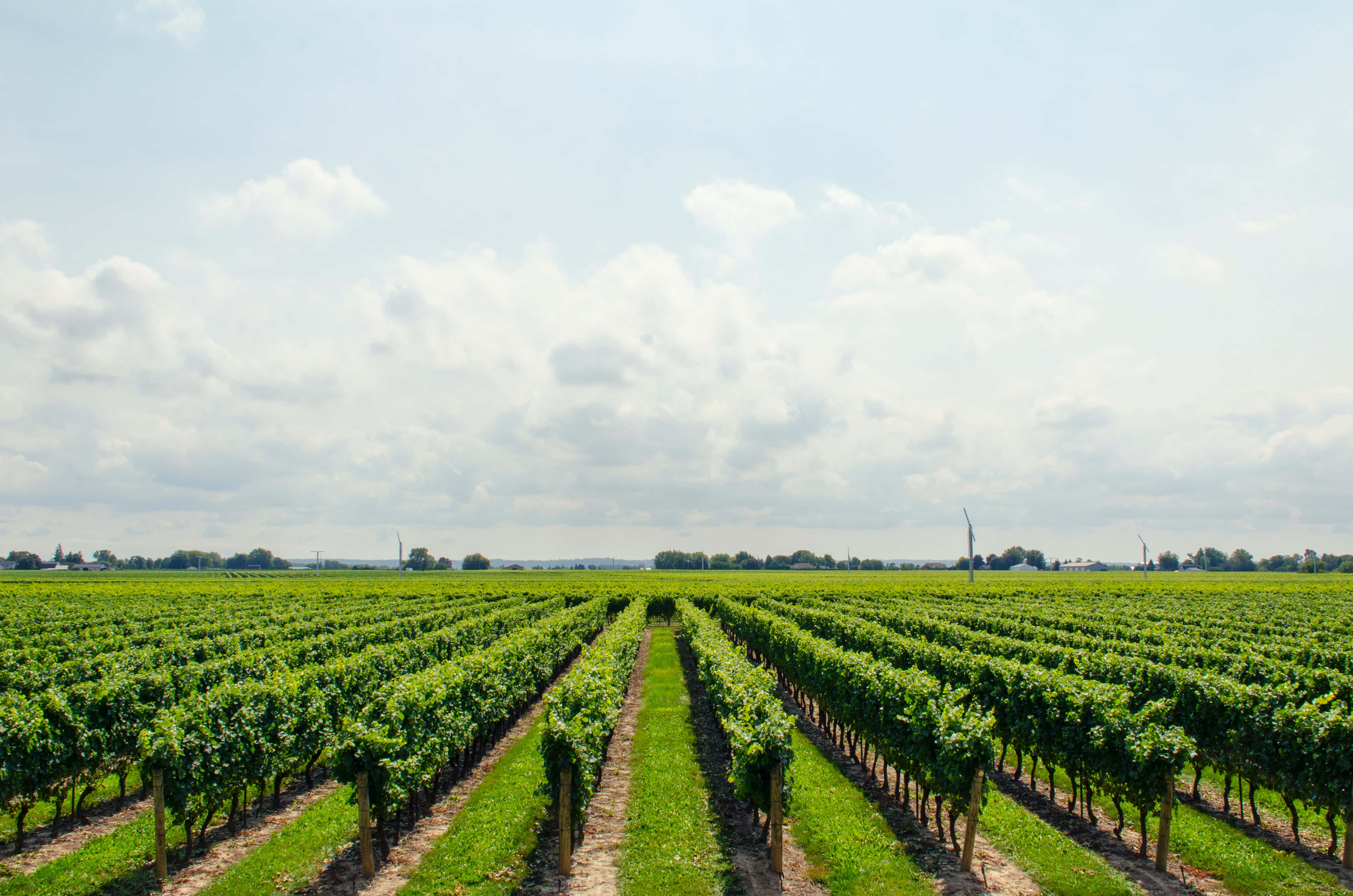 grape field, vineyard, lush green grapevines, 4K Desktop Wallpaper