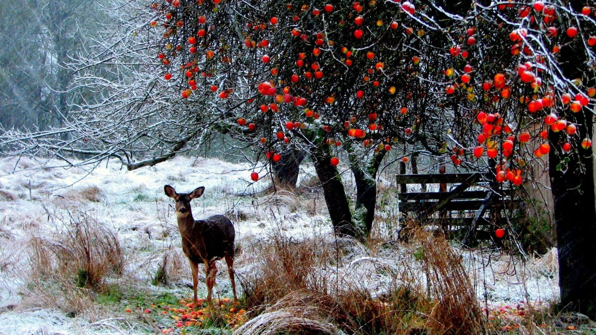 Frosty Winter Wonderland, majestic deer, snowy field, Full HD Desktop Wallpaper