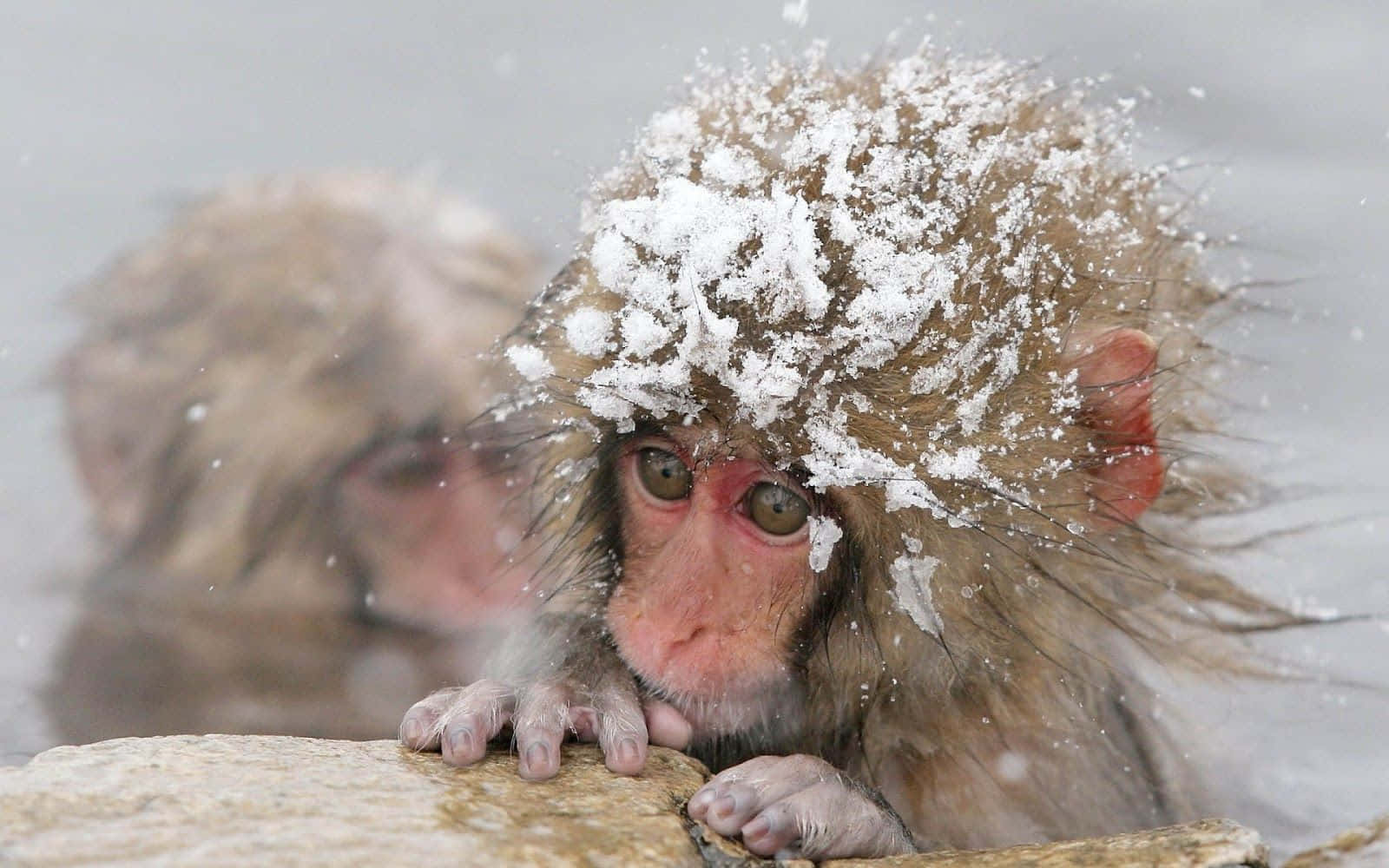 Winter Animal, snow-dusted monkey, steaming hot spring, HD Desktop Wallpaper