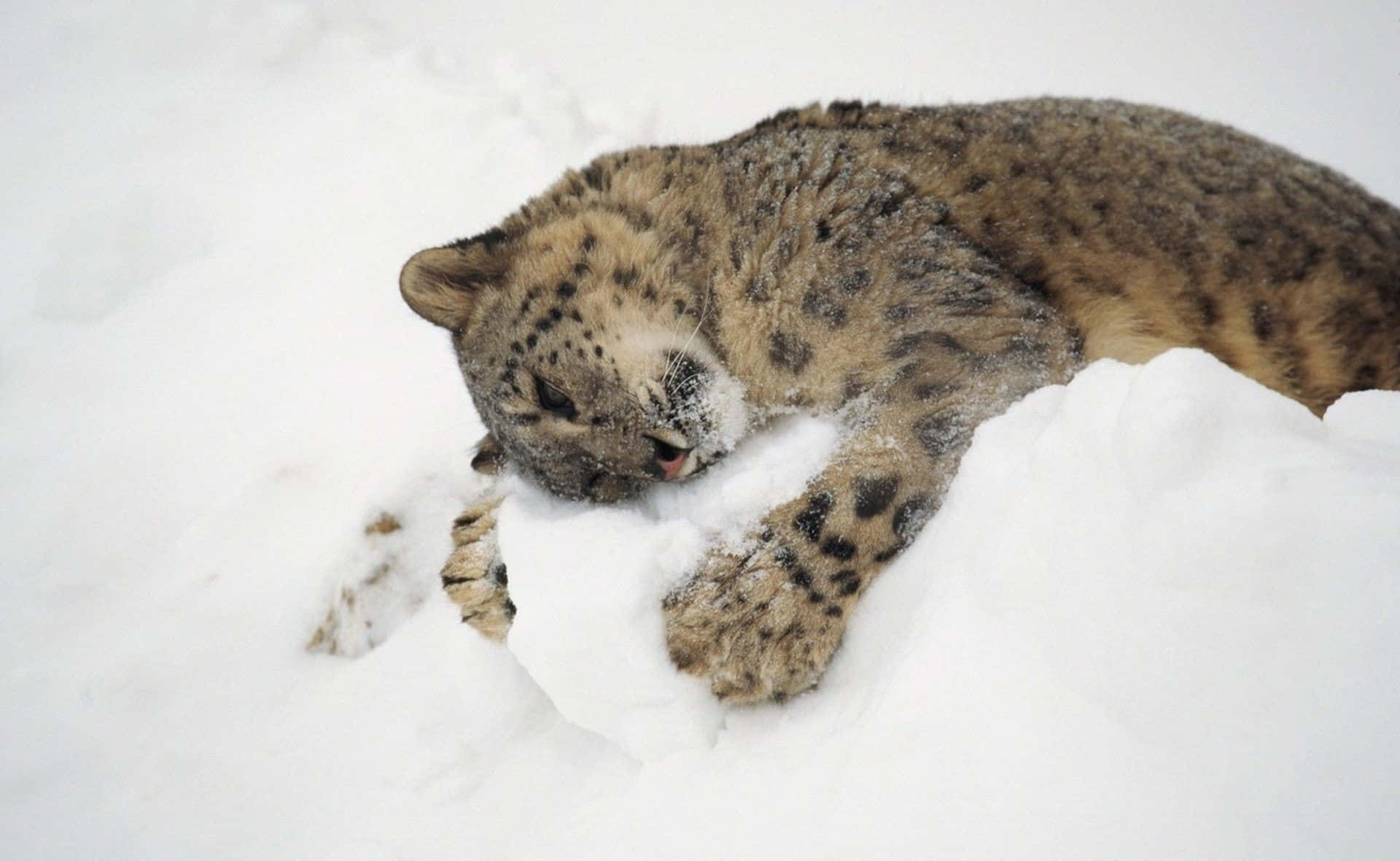 snow leopard, deep snow, snowdrift, Full HD Desktop Wallpaper