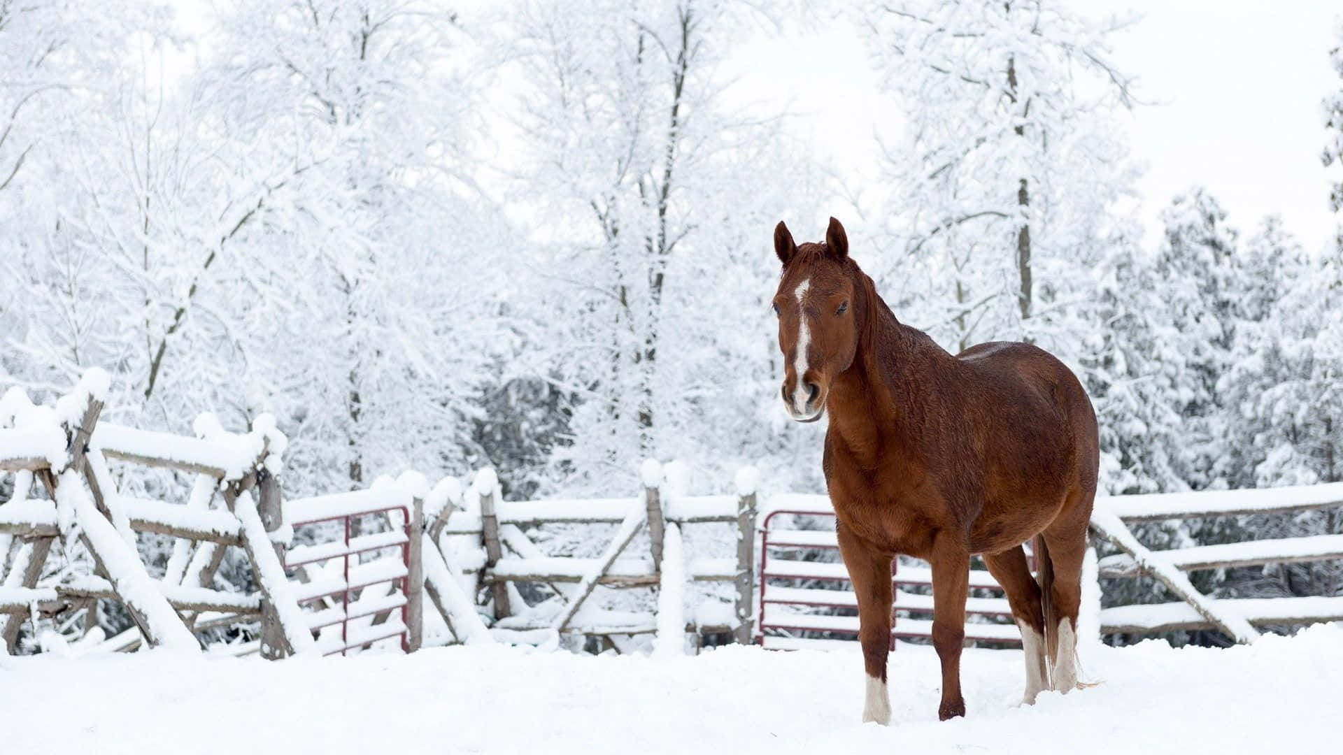 chestnut horse, white markings, snow-covered pasture, Full HD Desktop Wallpaper