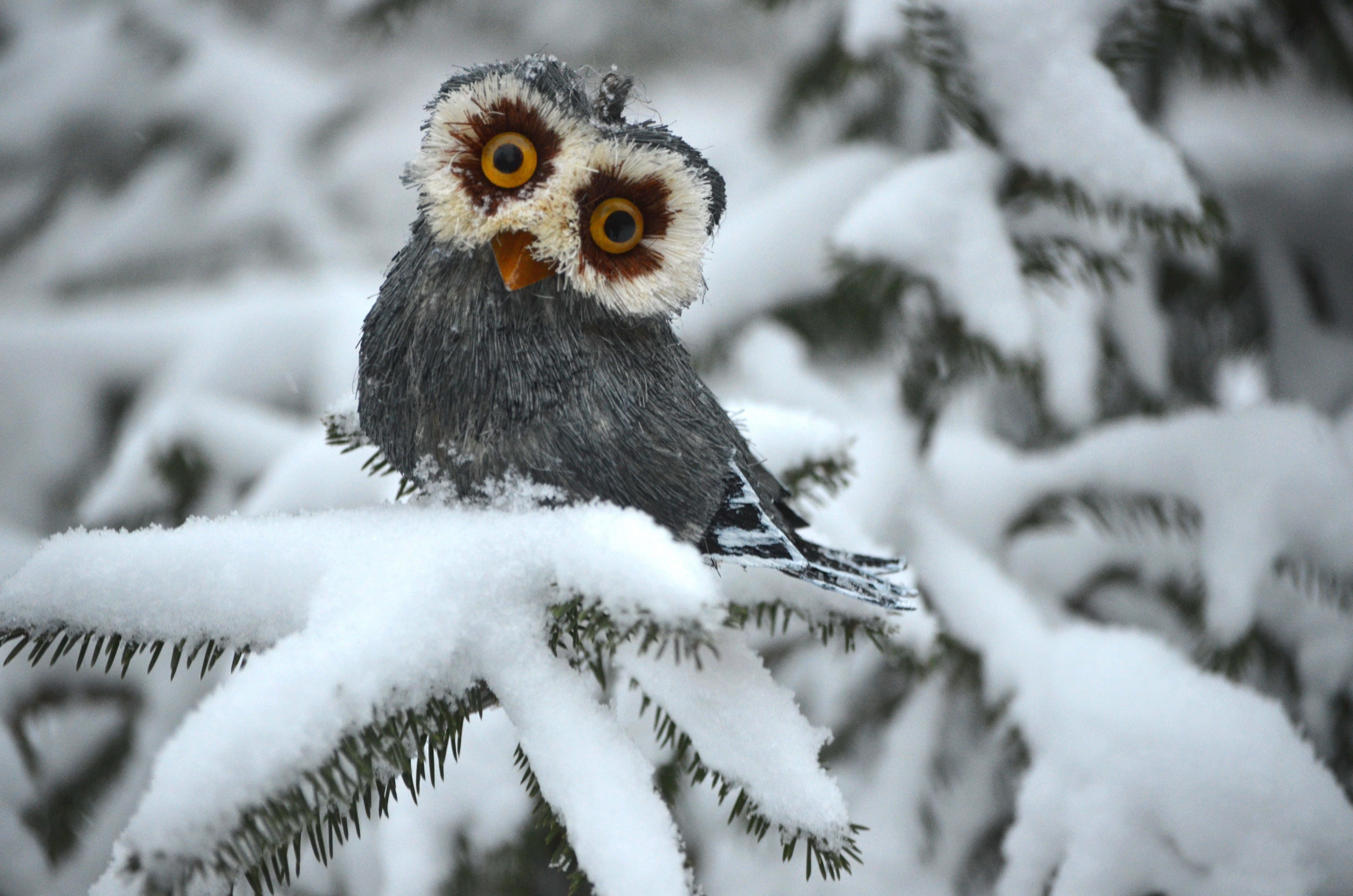 snowy owl, snow-laden pine branch, winter forest, 4K Desktop Wallpaper