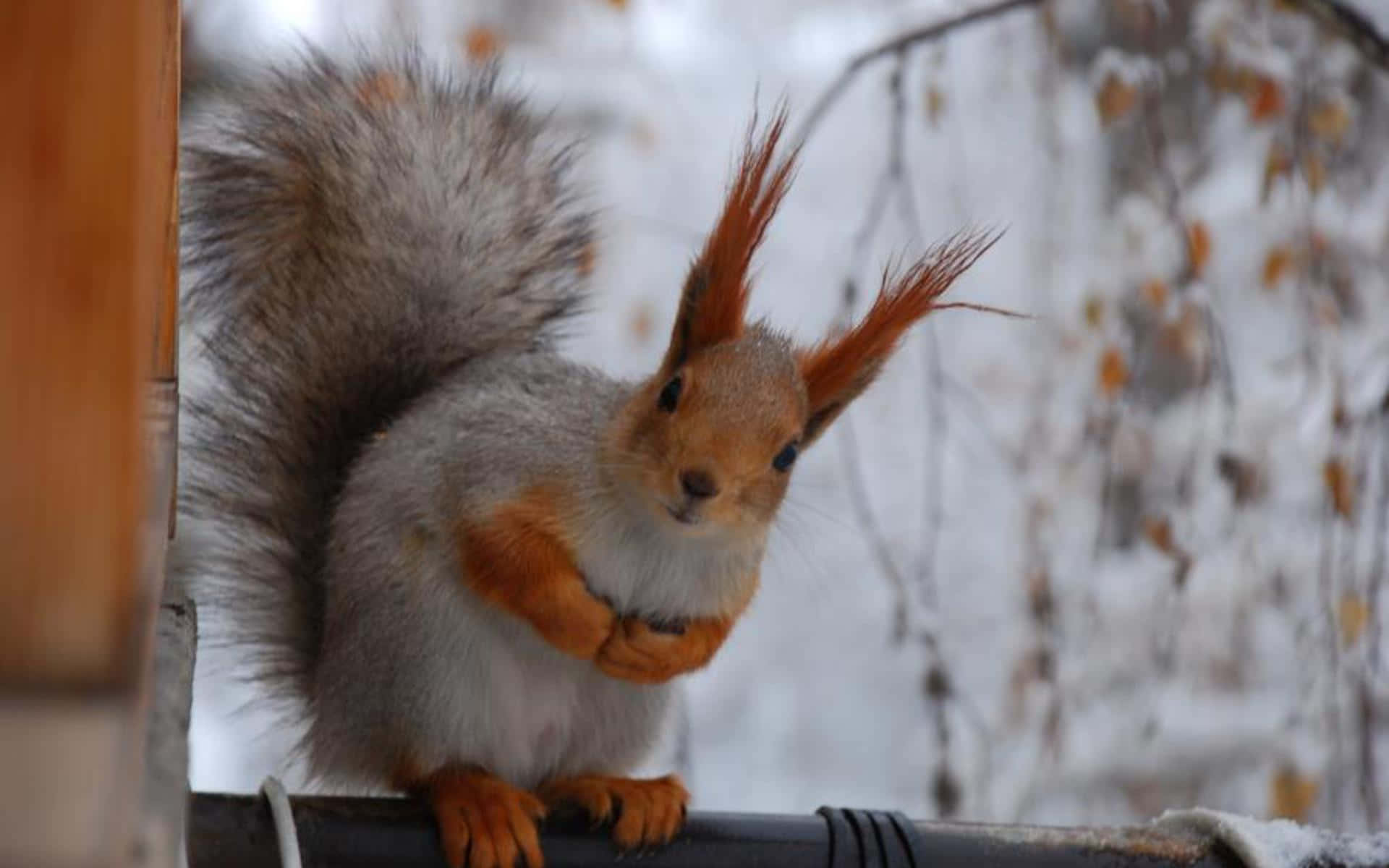 Winter Animal, red squirrel, fluffy gray tail, Full HD Desktop Wallpaper