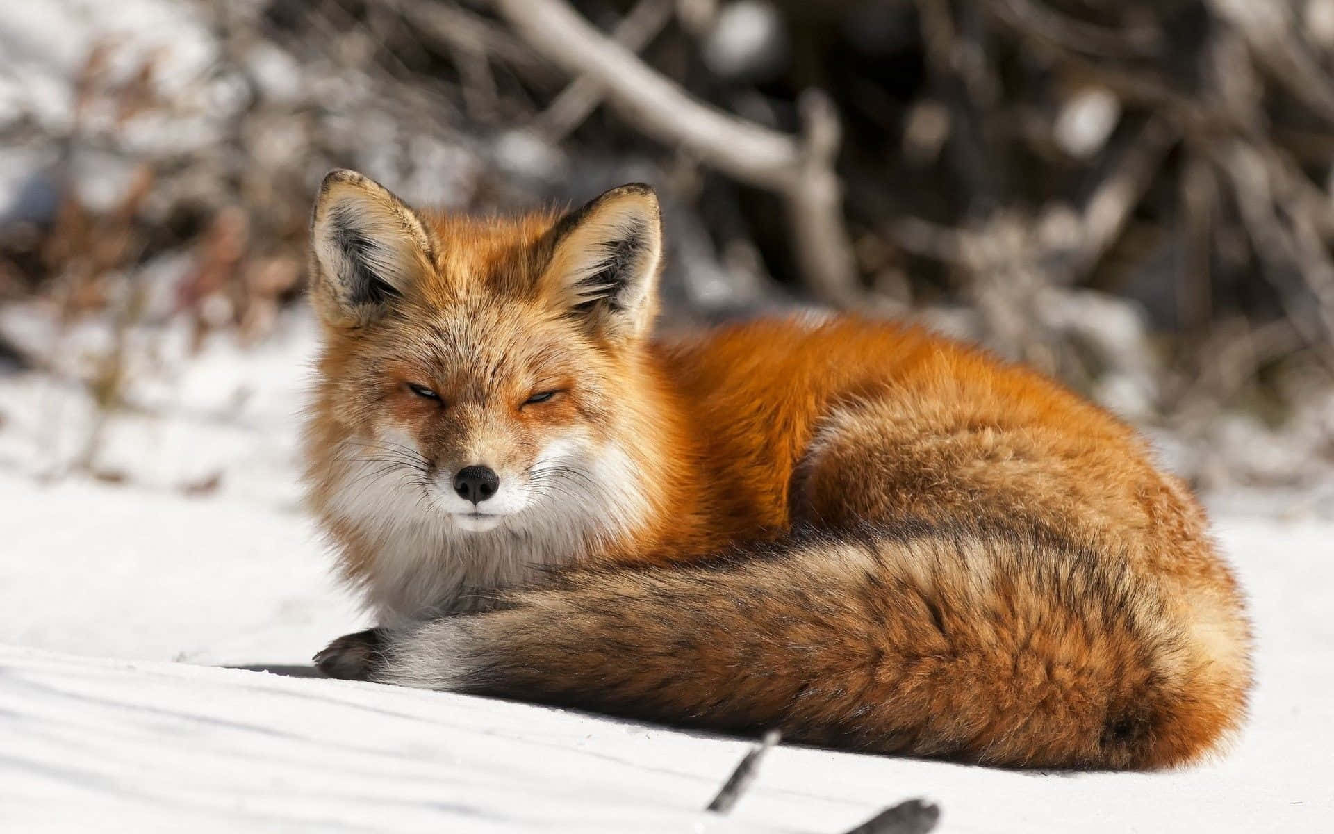 red fox, snowy wonderland, snow, Full HD Desktop Wallpaper