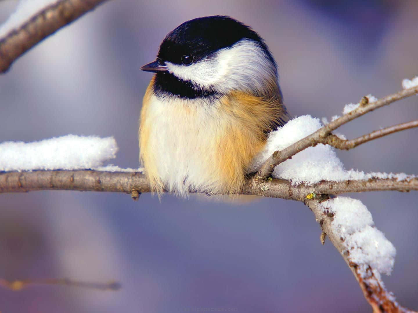 winter animal, snowy forest, black-capped chickadee, HD Desktop Wallpaper