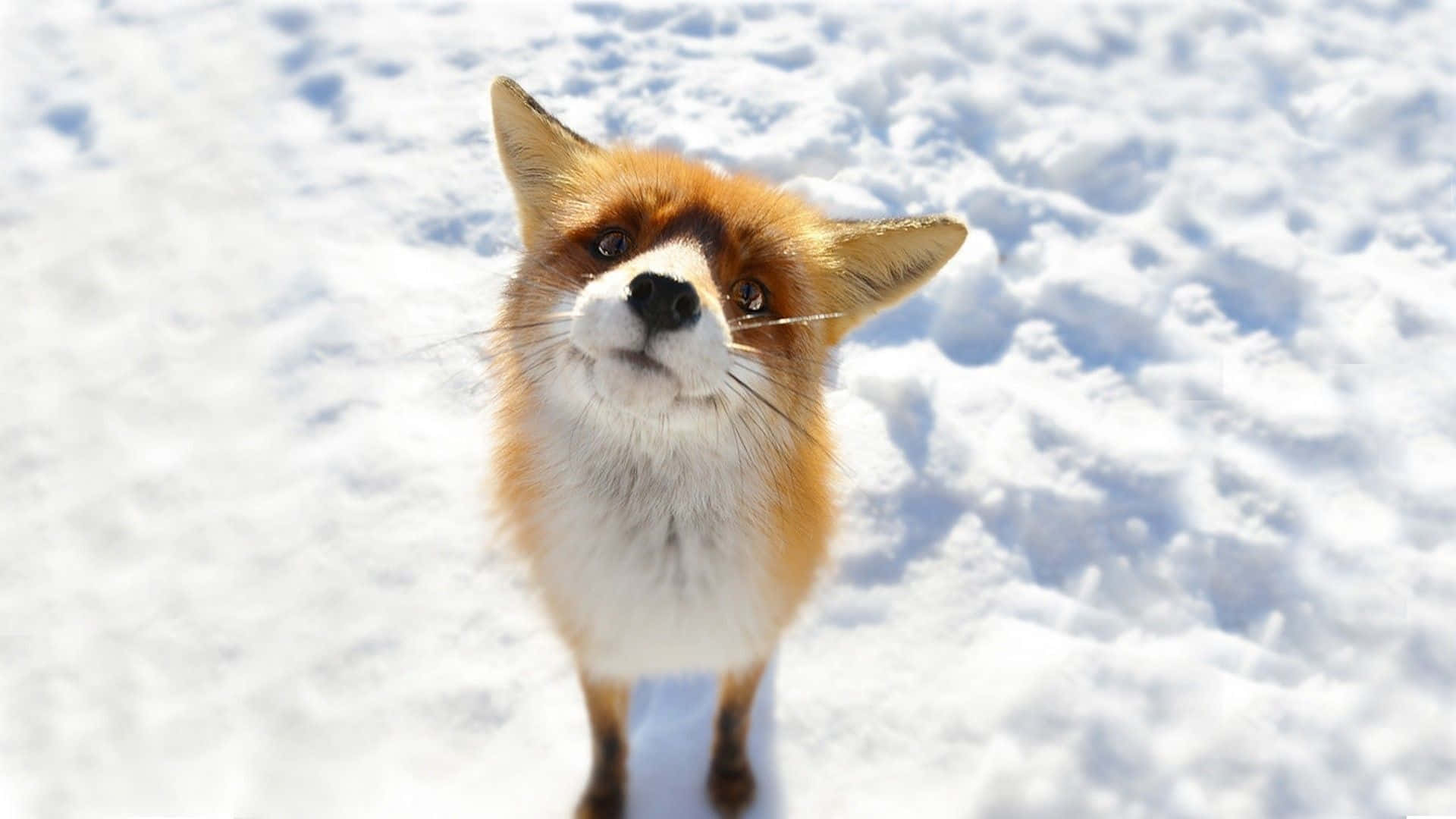 winter animal, red fox, snowy wonderland, Full HD Desktop Wallpaper