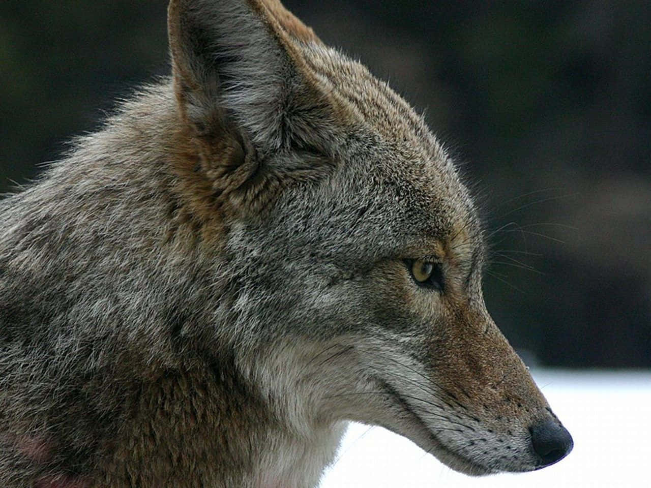 feral coyote, snowy background, amber eye, HD Desktop Wallpaper