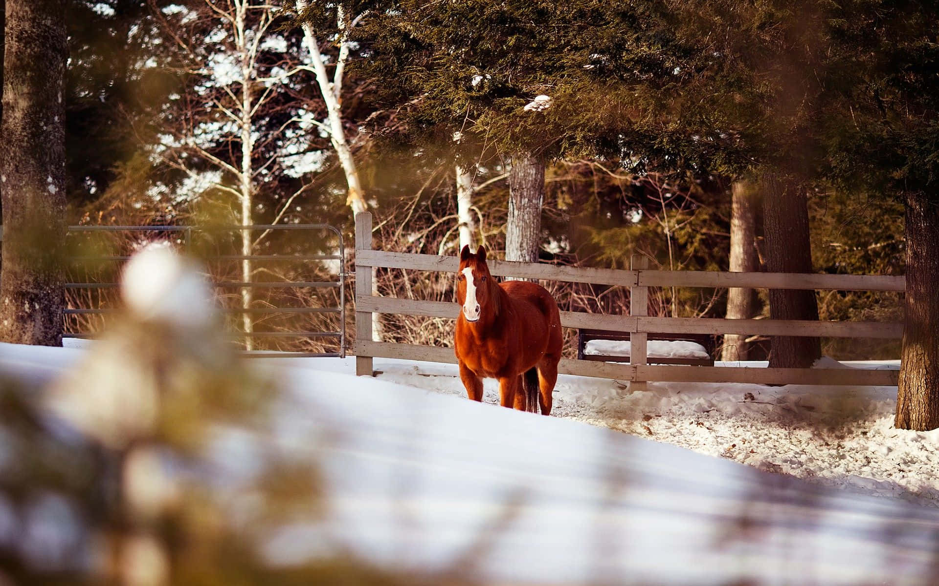 chestnut horse, white blaze, snowy forest clearing, Full HD Desktop Wallpaper