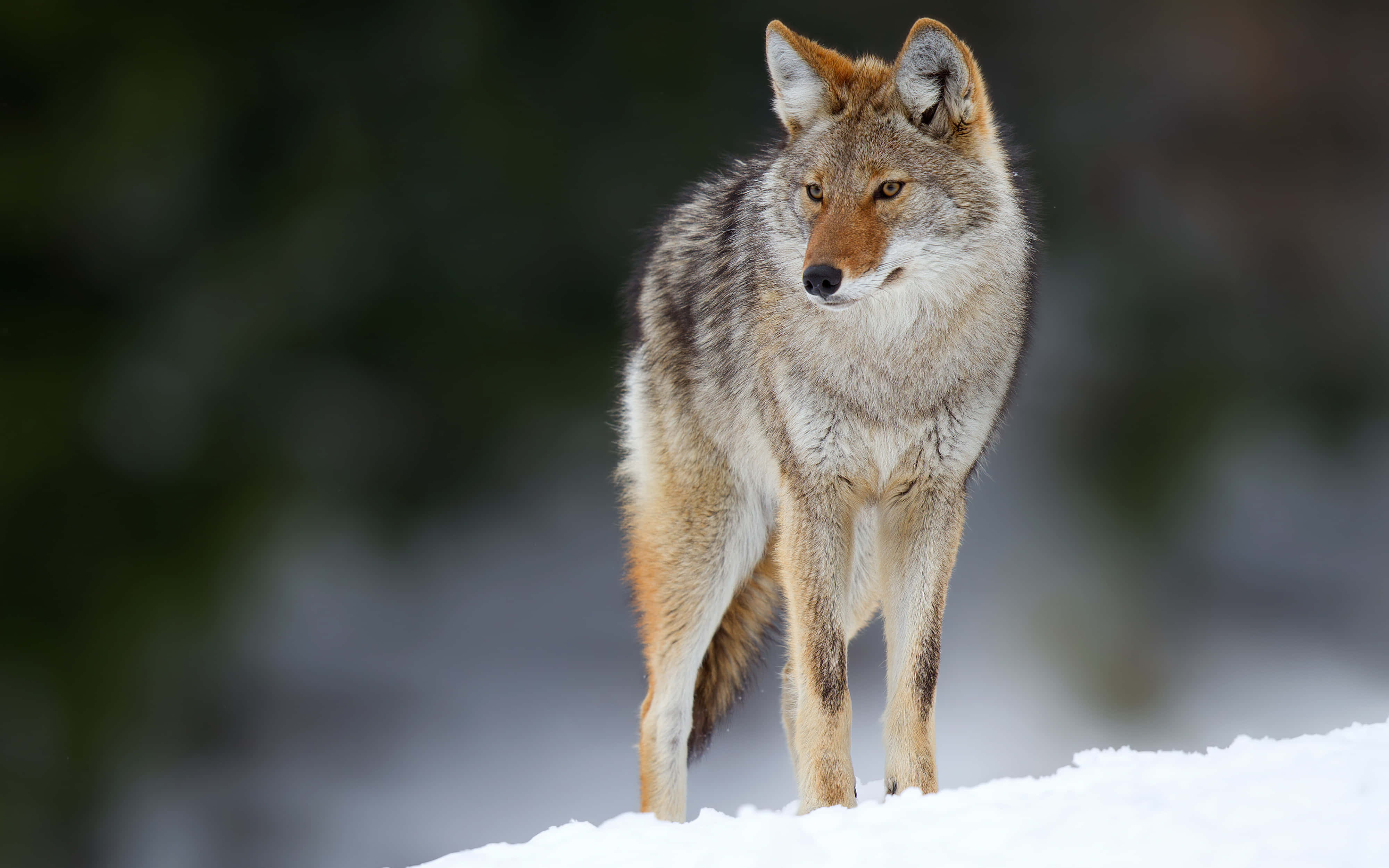coyote, winter, snowy mound, 4K Desktop Wallpaper