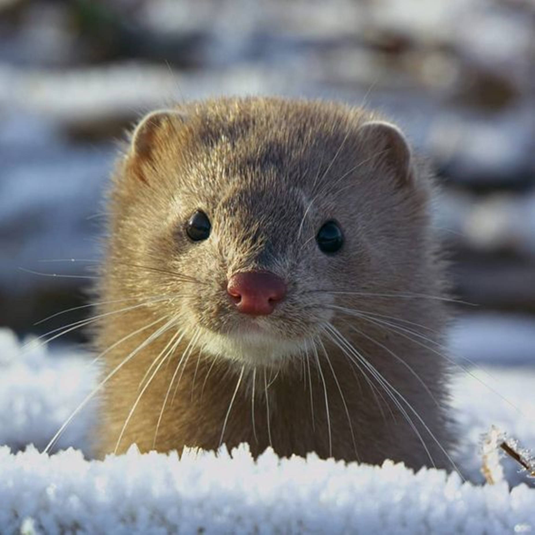 mink, fluffy brown weasel, snowy ground, HD Desktop Wallpaper