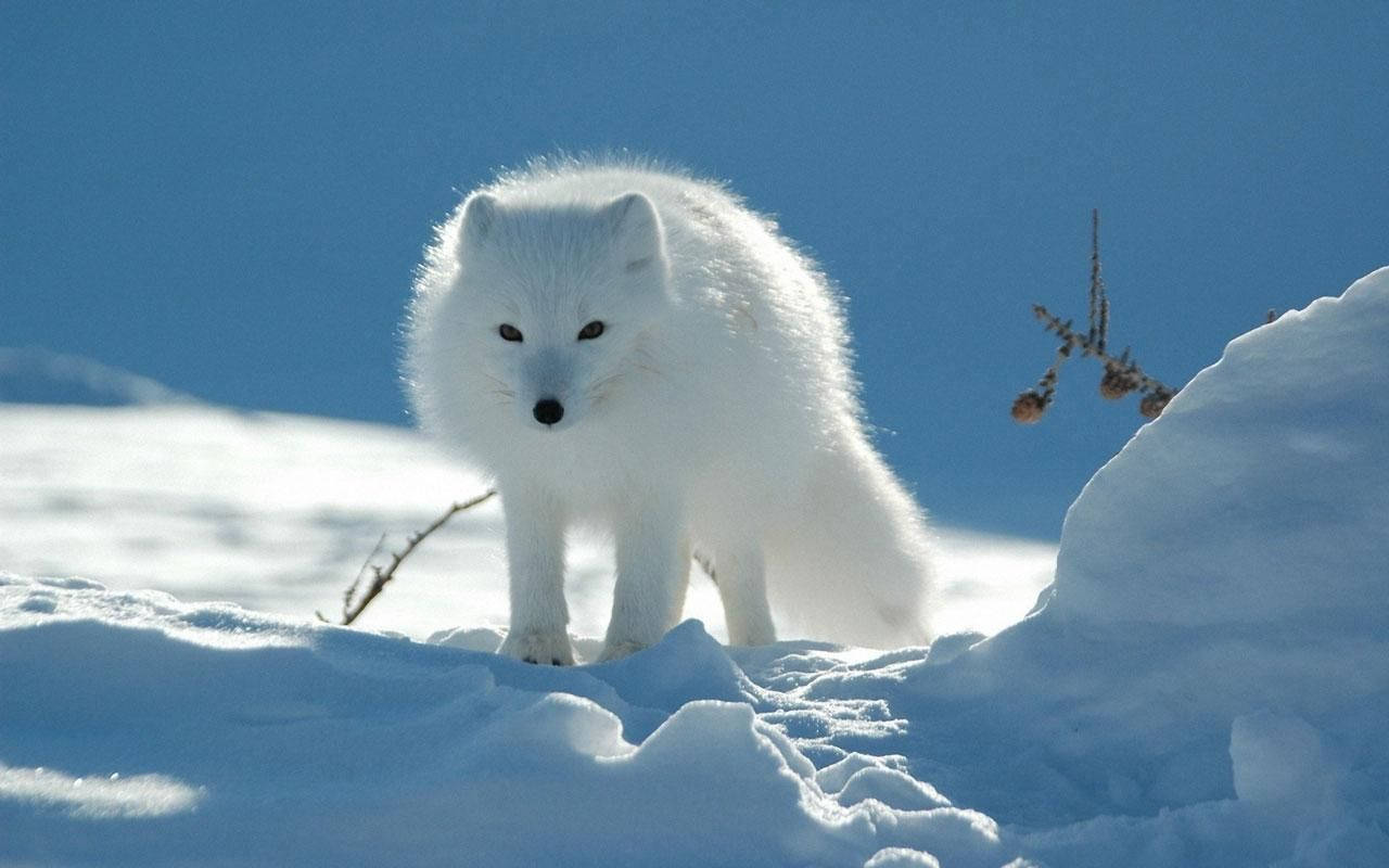 arctic fox, fluffy white, bright snow, HD Desktop Wallpaper